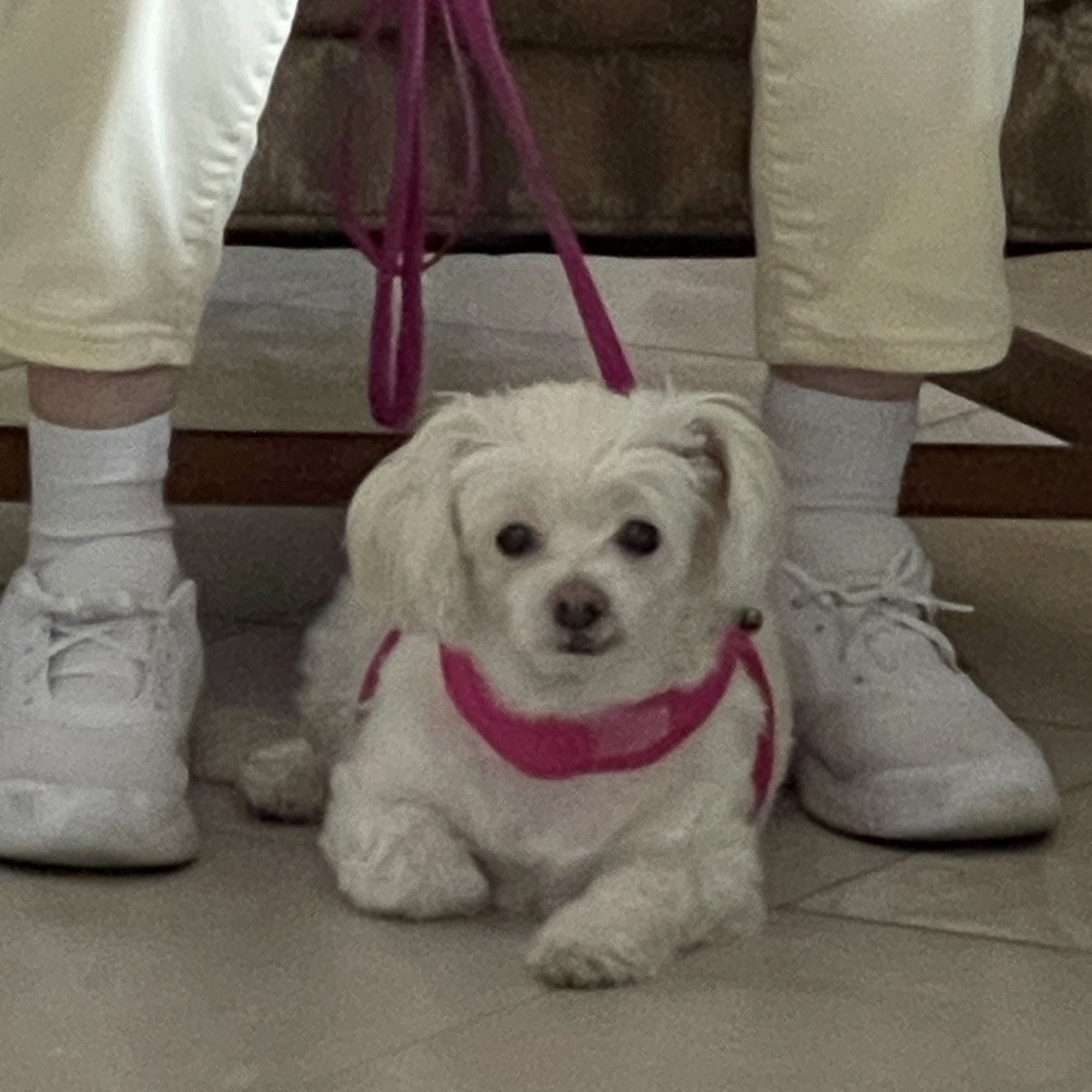 In & Out Pet Sun Valley