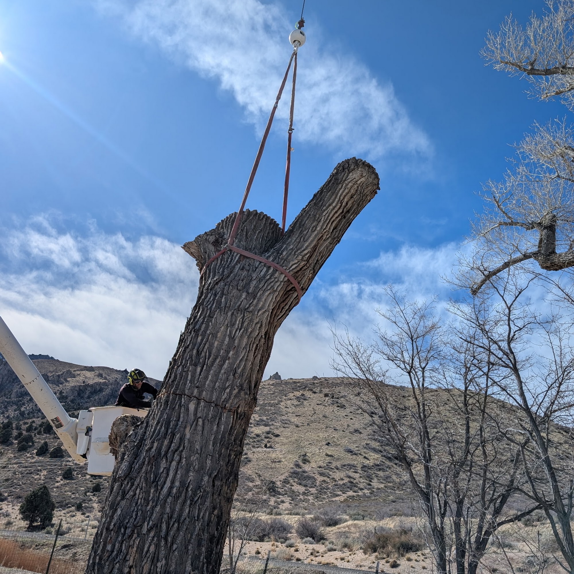 Edney Tree Services 20 Miller Ridge Rd, Wellington Nevada 89444