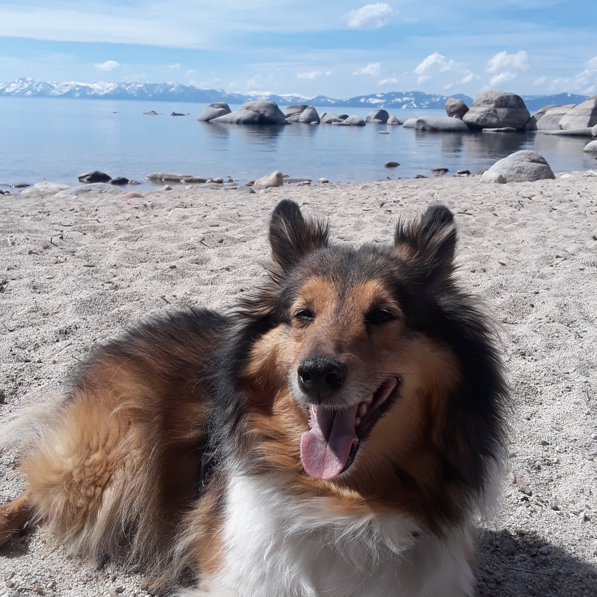 Round Hill Animal Hospital Zephyr Cove