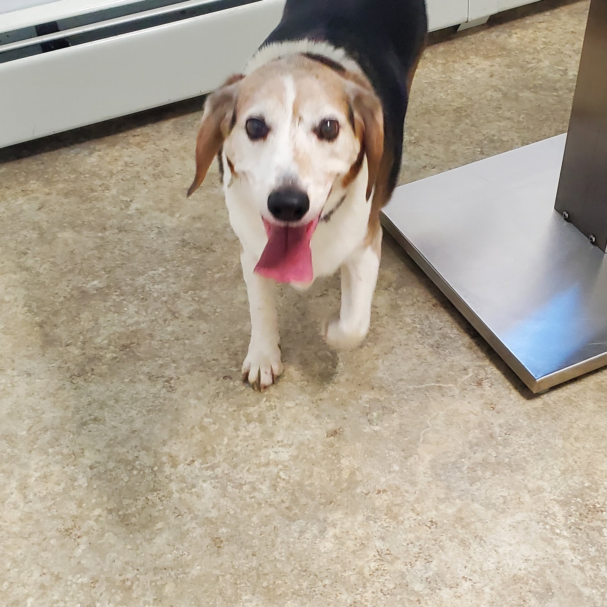 Parkside Veterinary Hospital Albany