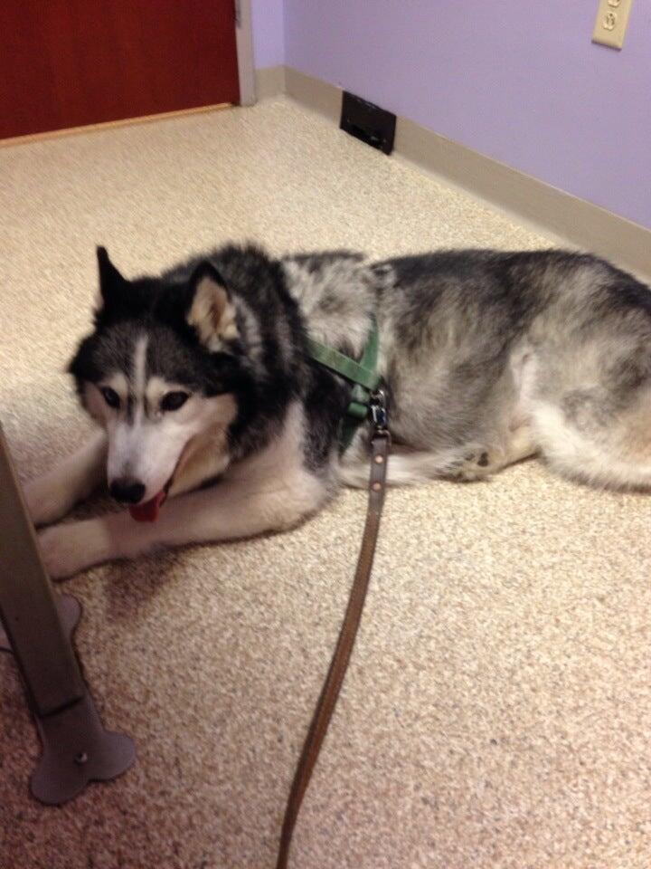 Central Veterinary Hospital Albany