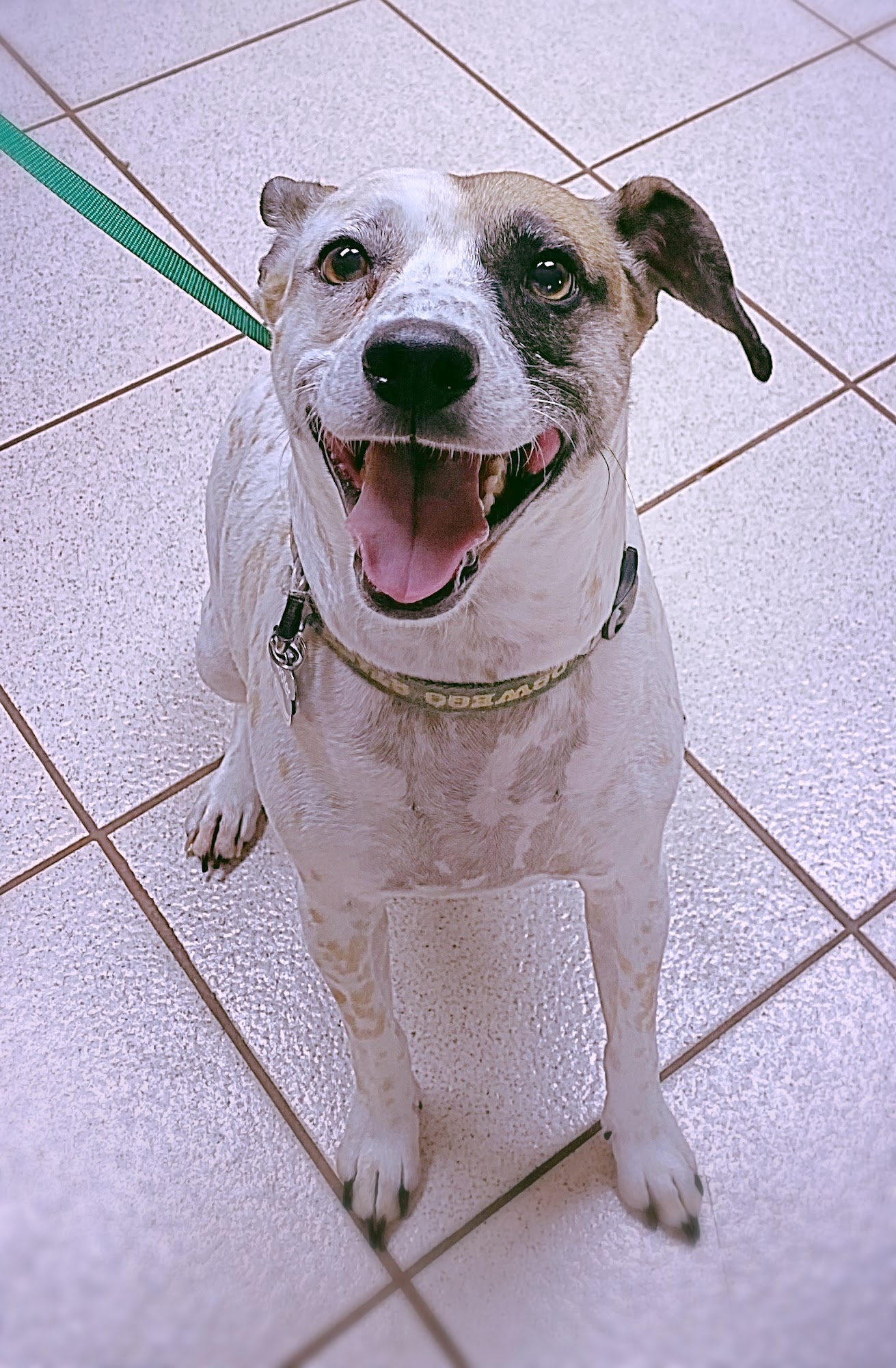 Country Lane Veterinary Services Albion