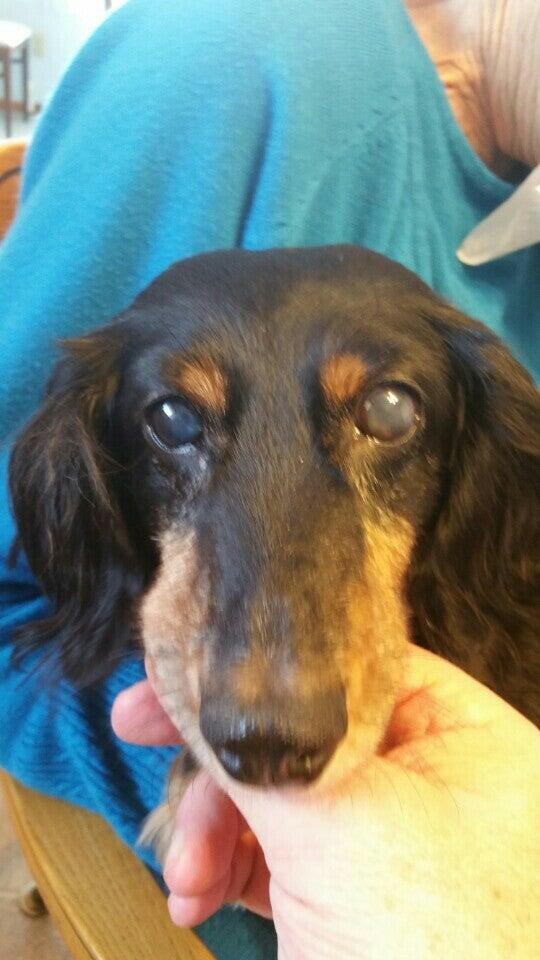 Alden Animal Hospital Alden