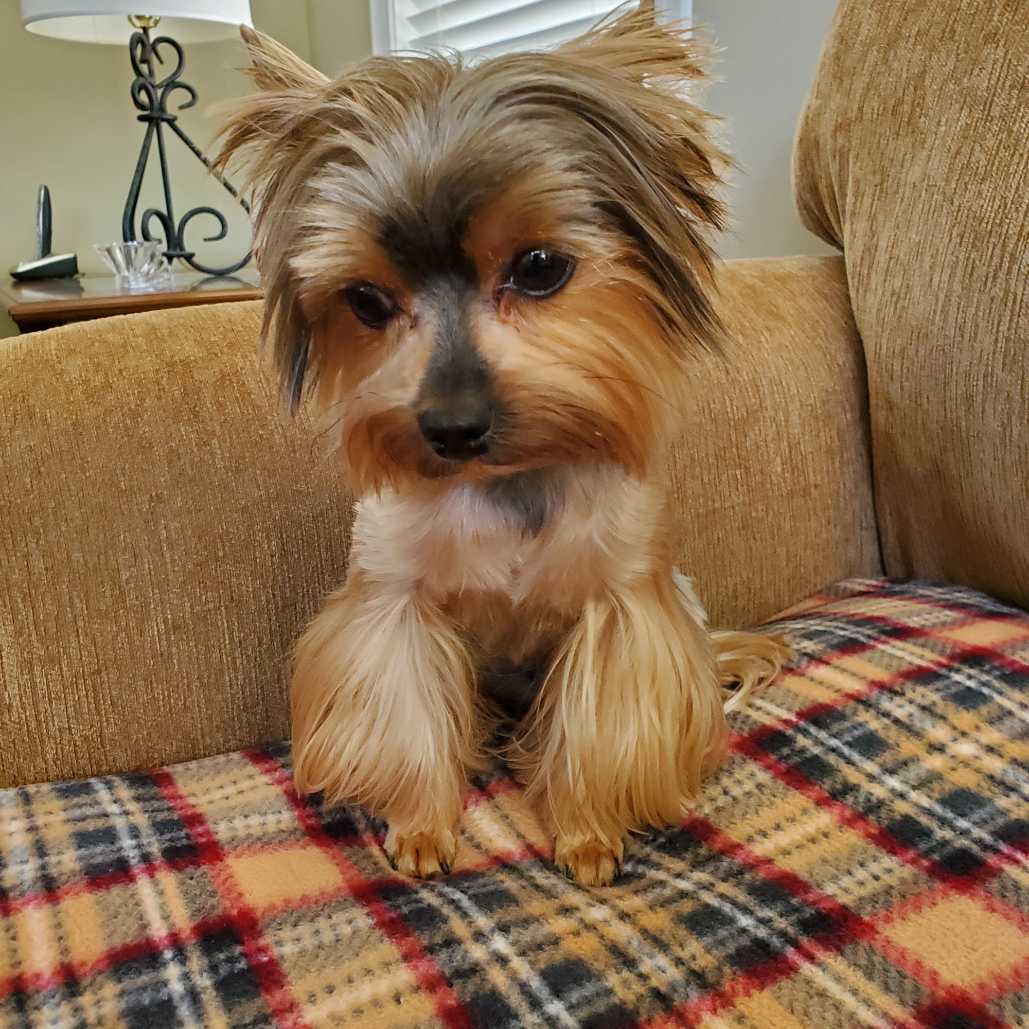 Country Village Pet Care Hospital Alden