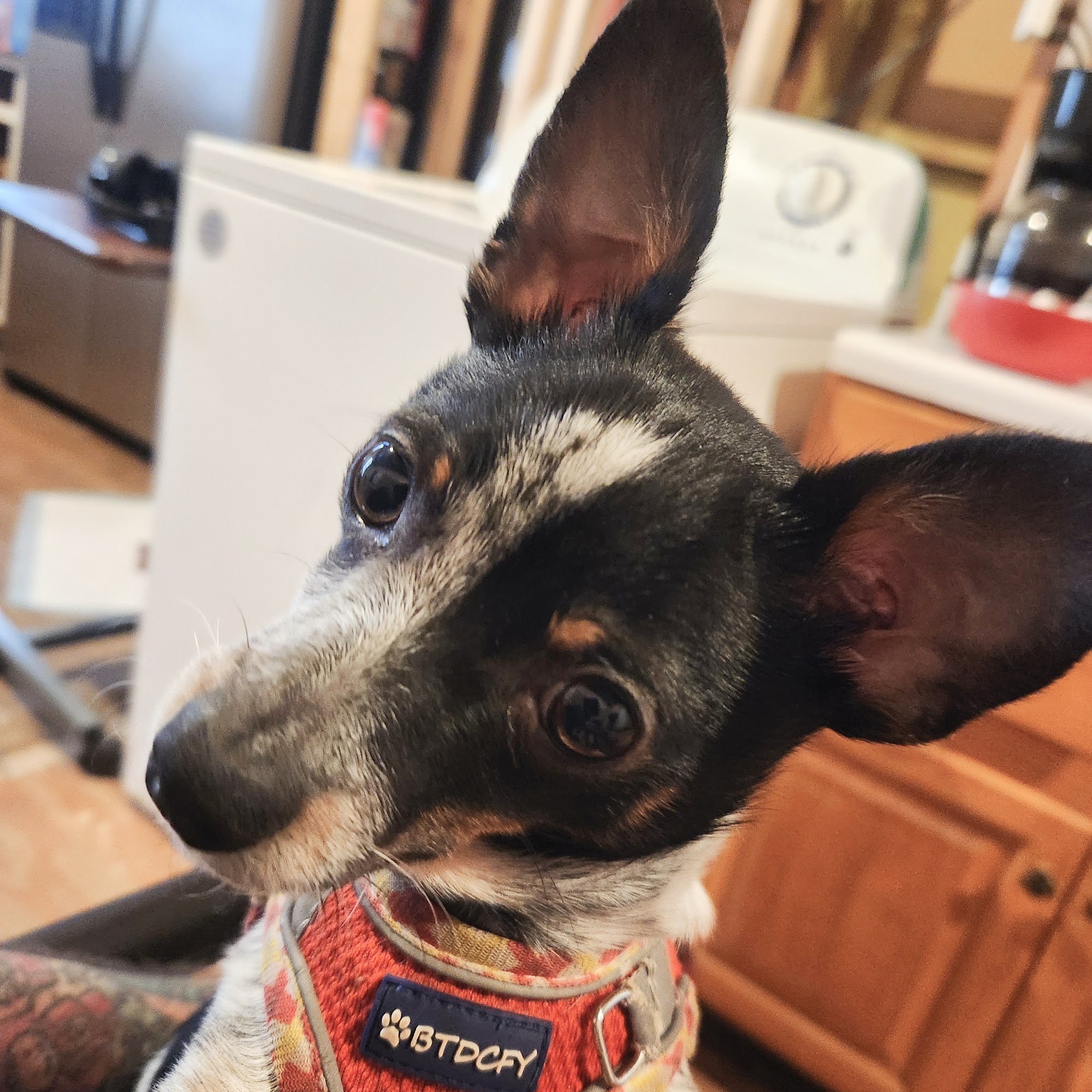 Pinekroff Kennels Inc