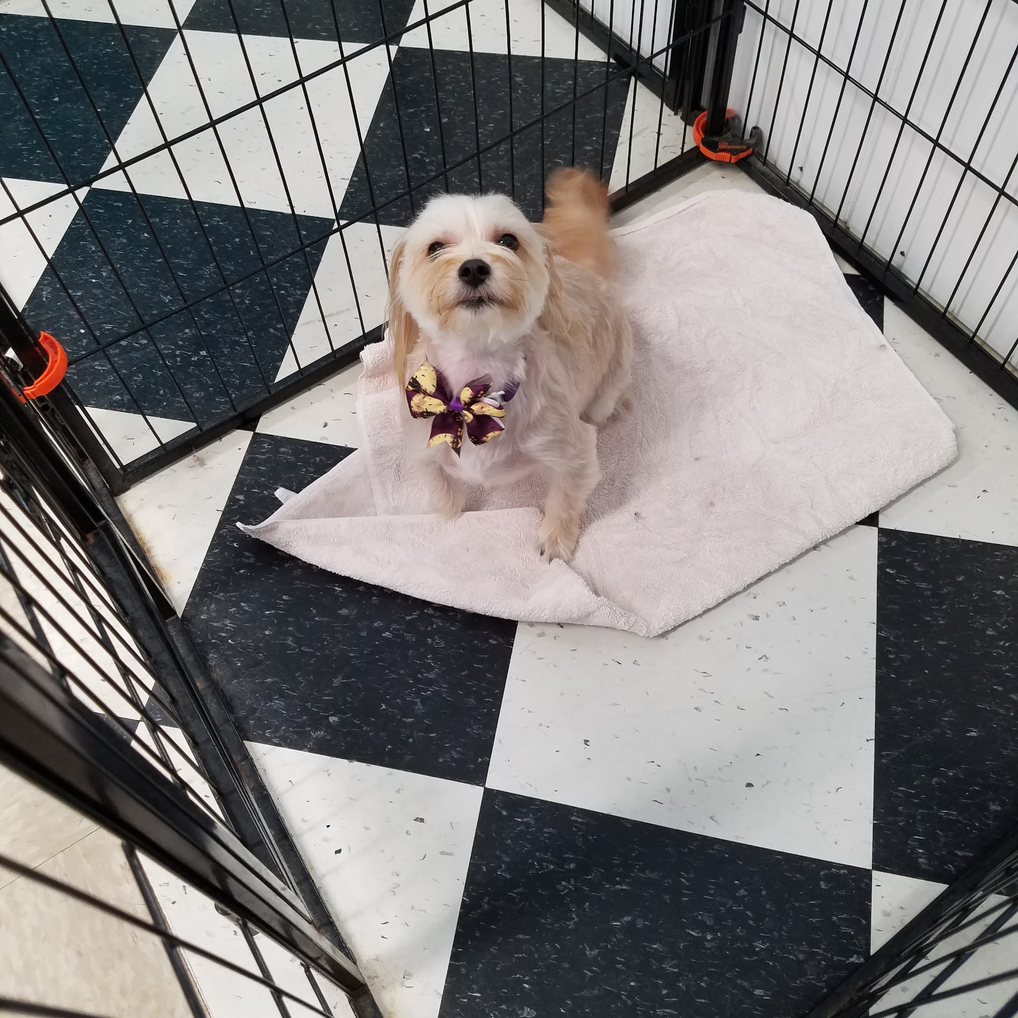 Corey's Canine Creations Altamont