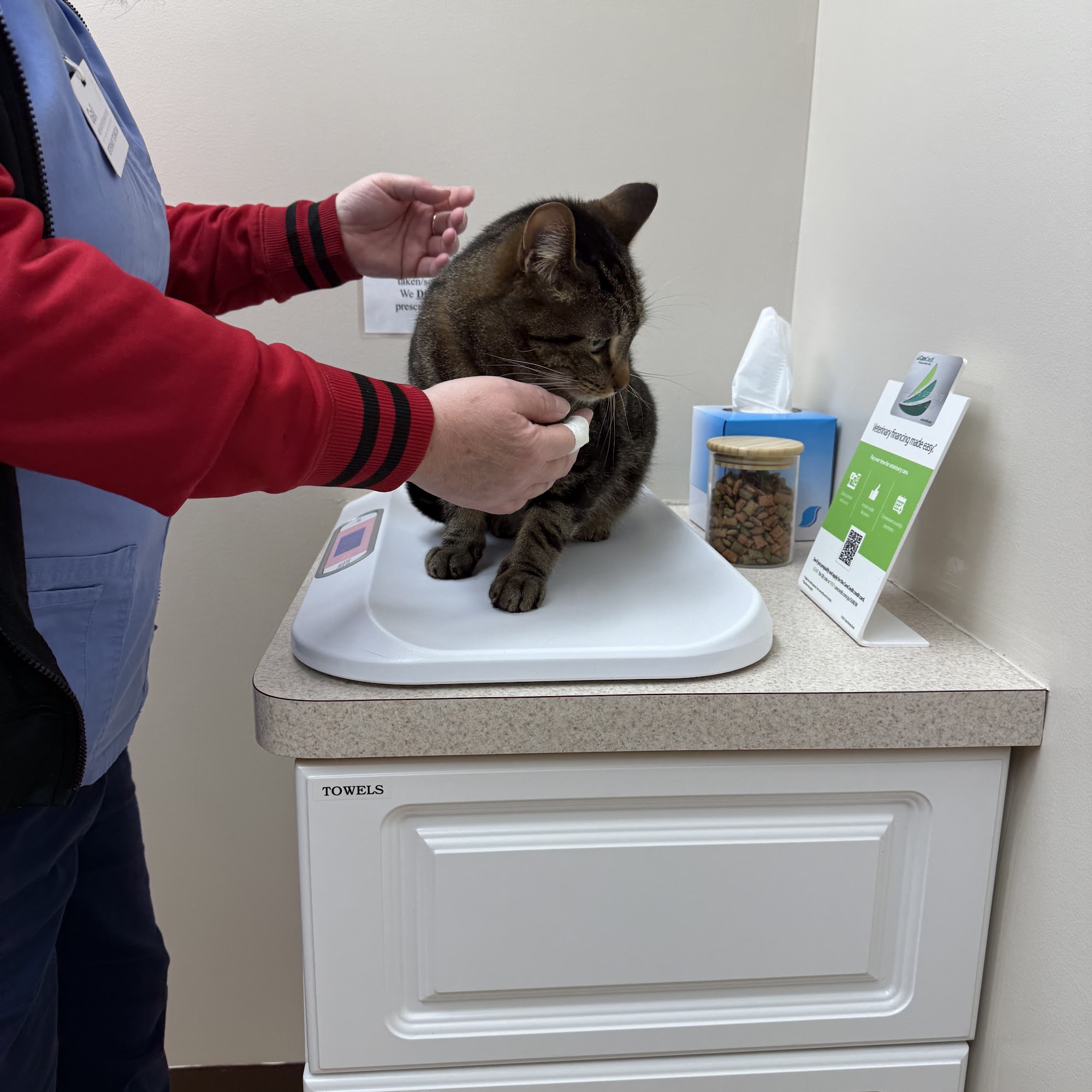 Buffalo Feline Hospital Amherst