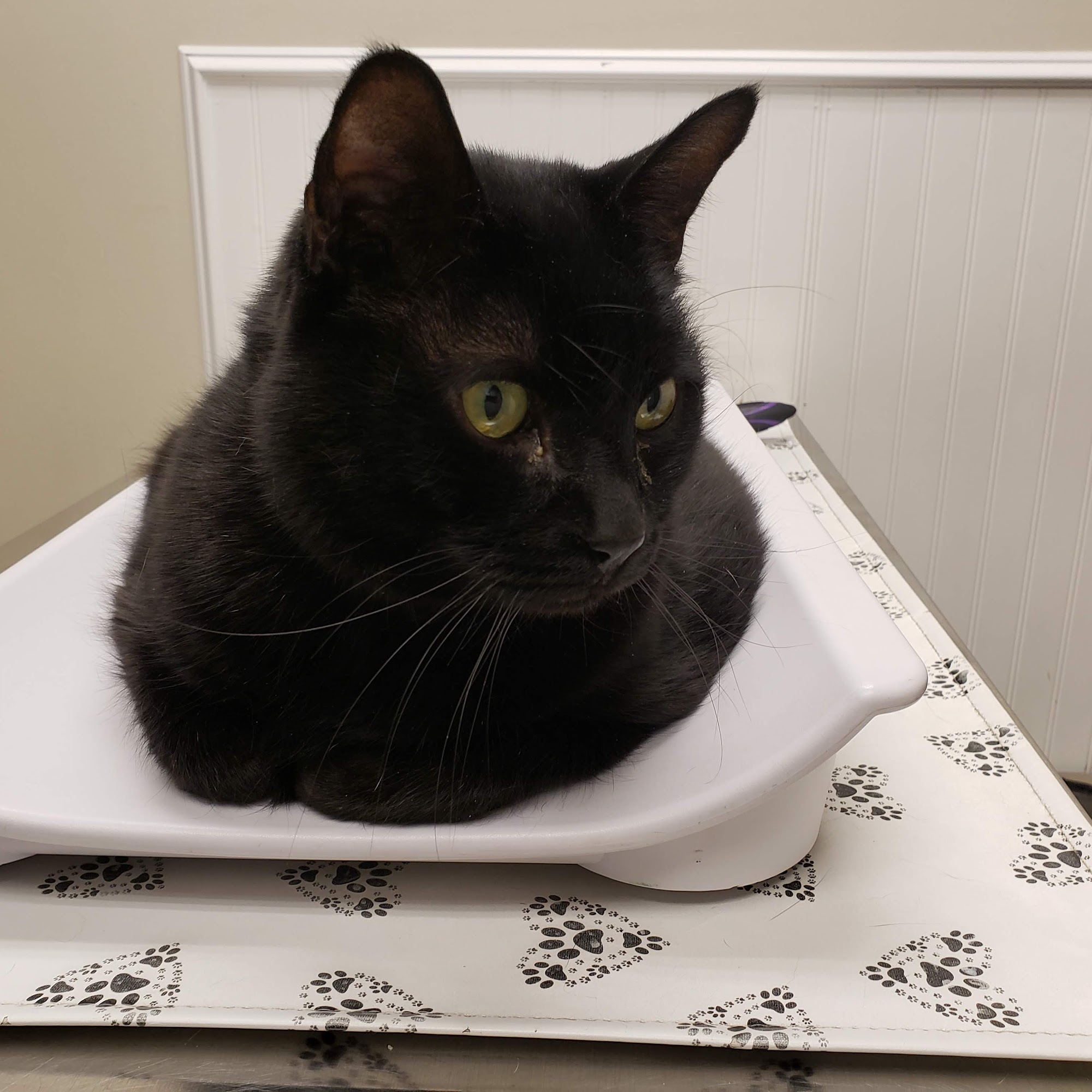 Killewald Small Animal Hospital Amherst