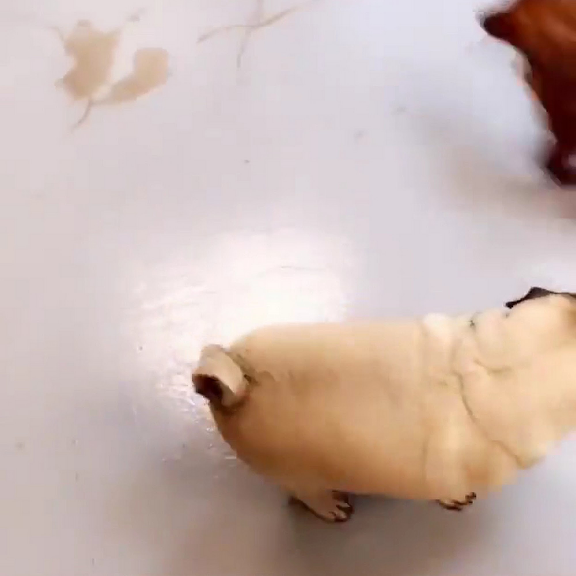 Oh My Dog Daycare & Grooming Spa Amherst