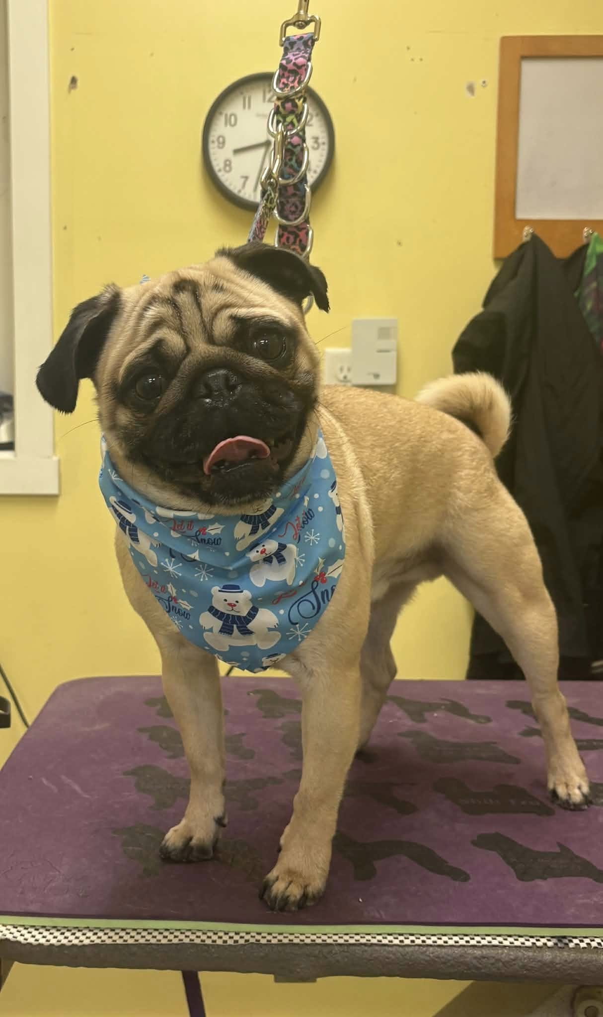 The Pampered Paws Amherst