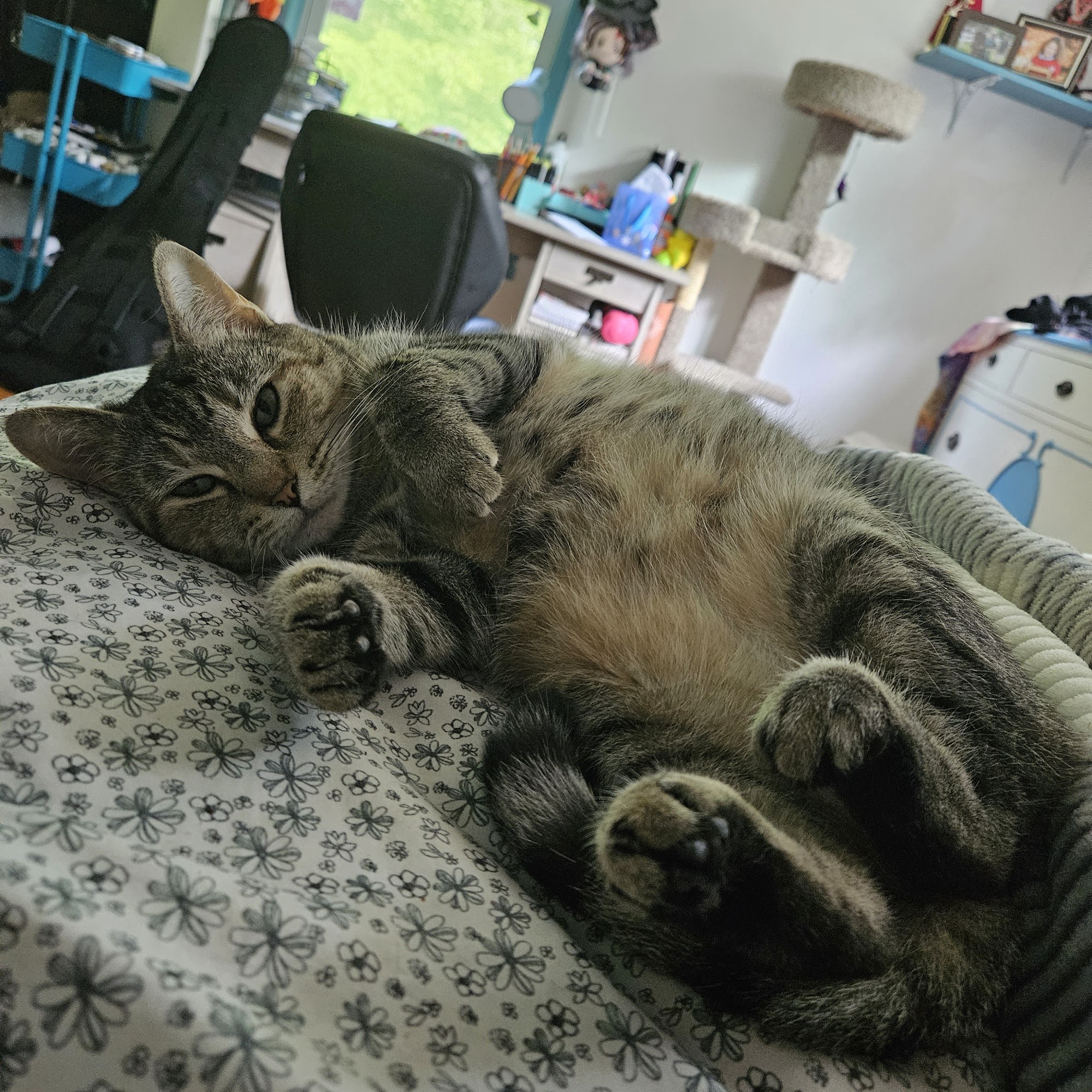 Montgomery County SPCA Amsterdam