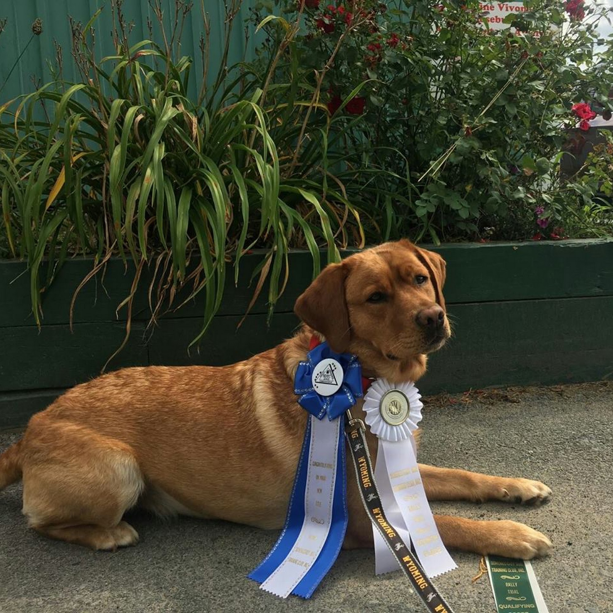 Paws Up Certified Dog Training, Grooming & Daycare 422 Smith Rd, Amsterdam New York 12010