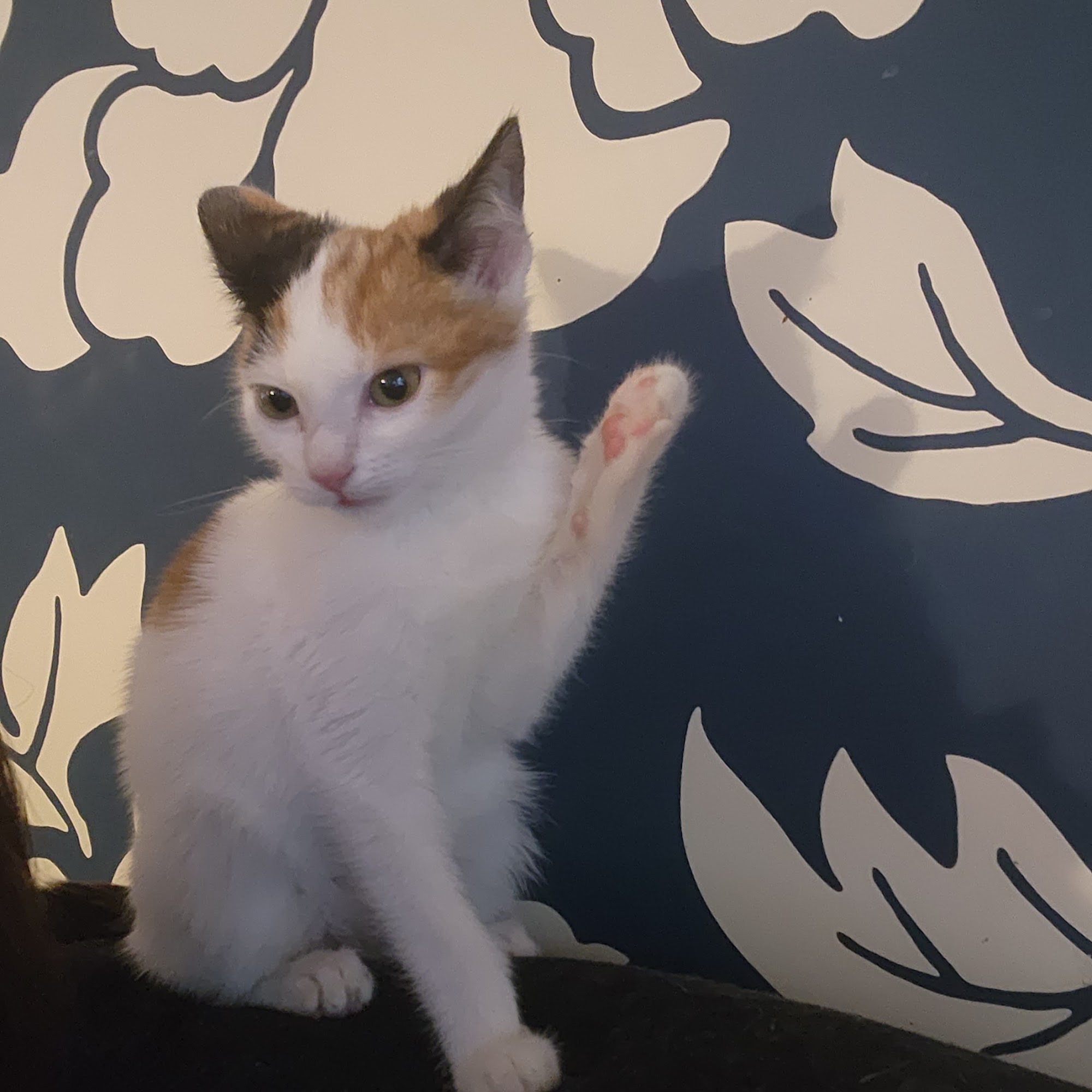 Riverhead Animal Shelter Aquebogue