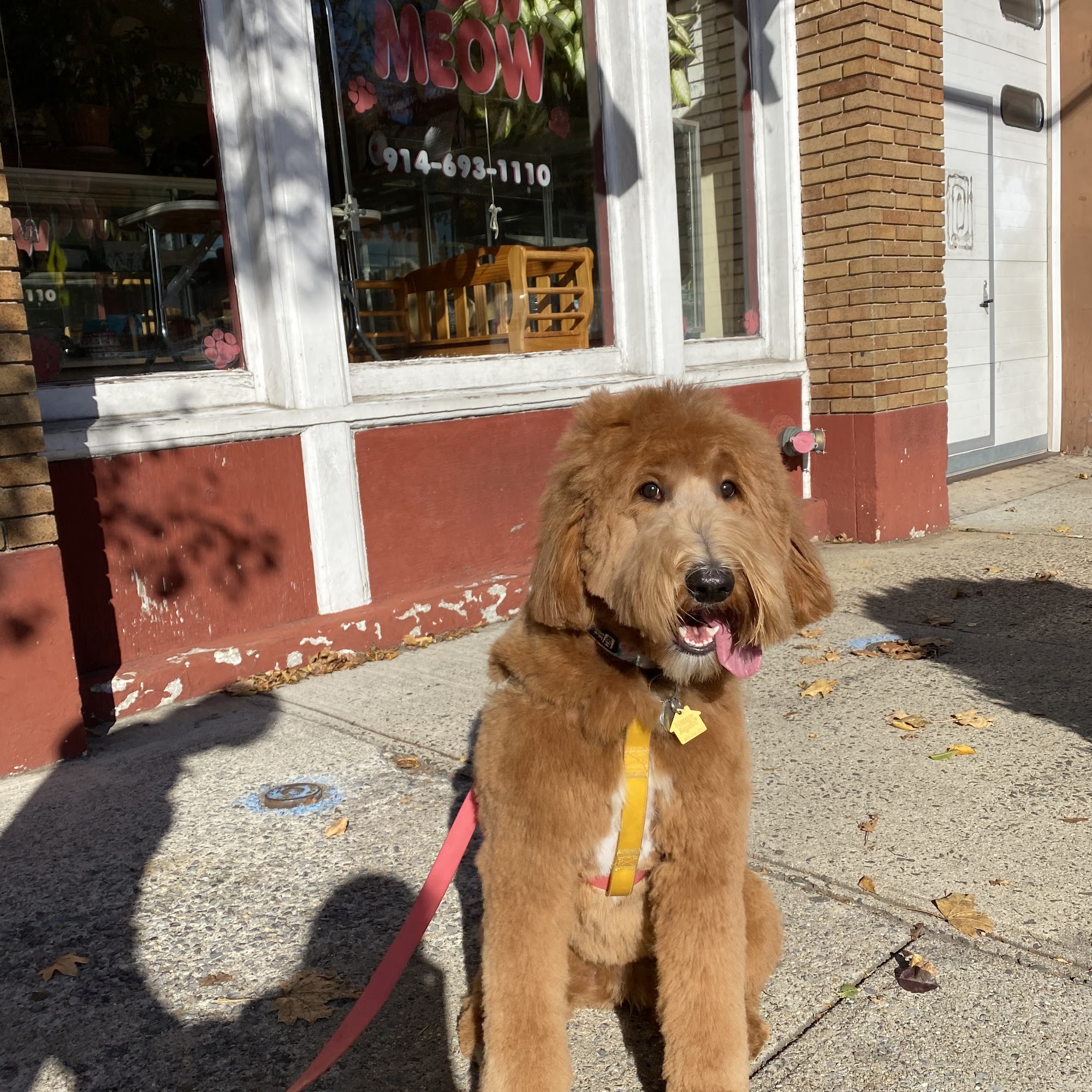 Bow Meow Grooming NY Ardsley