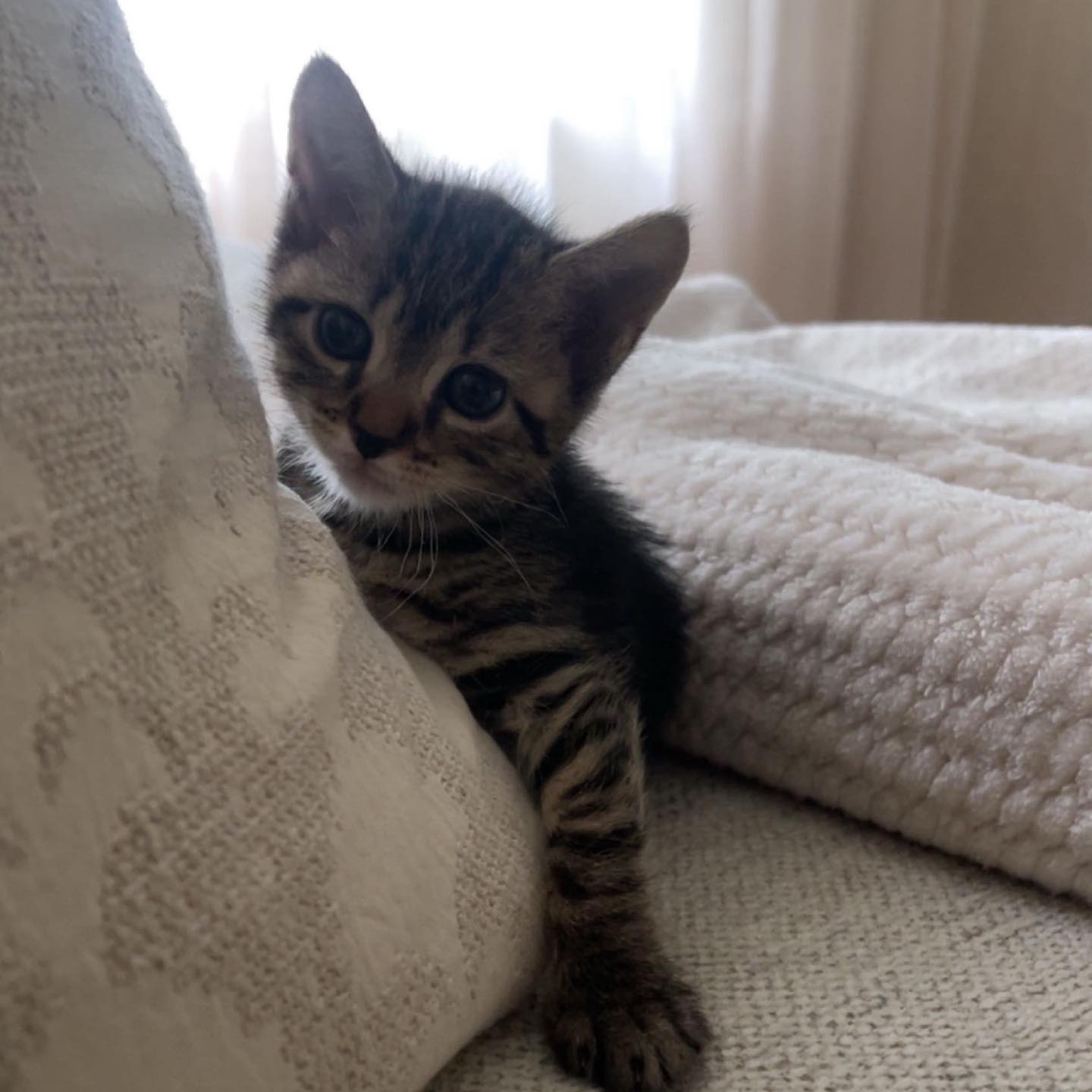 Feline Veterinary Medical Center Ardsley