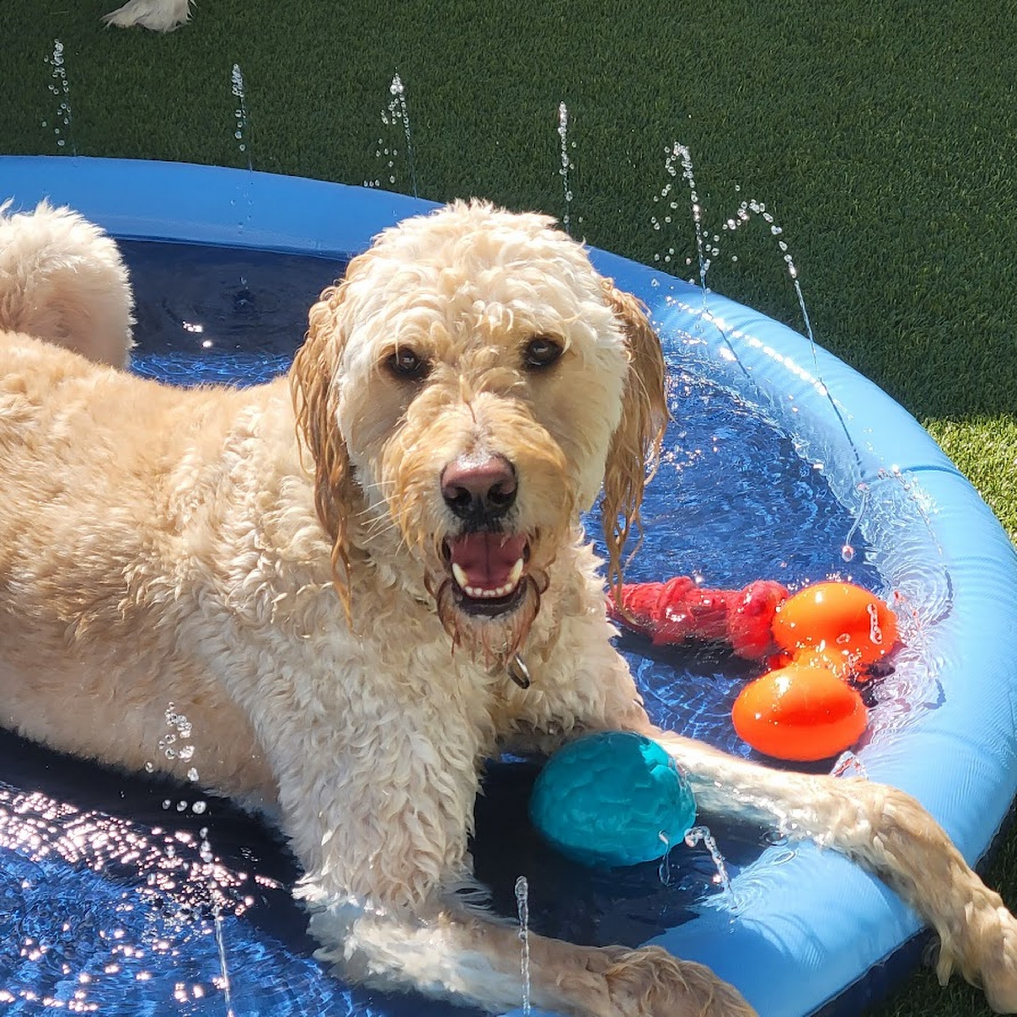 Pleasant Grooming of Armonk Inc. Armonk