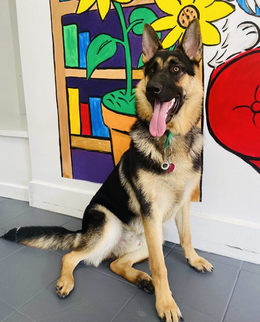 Vivi Pet Care Astoria