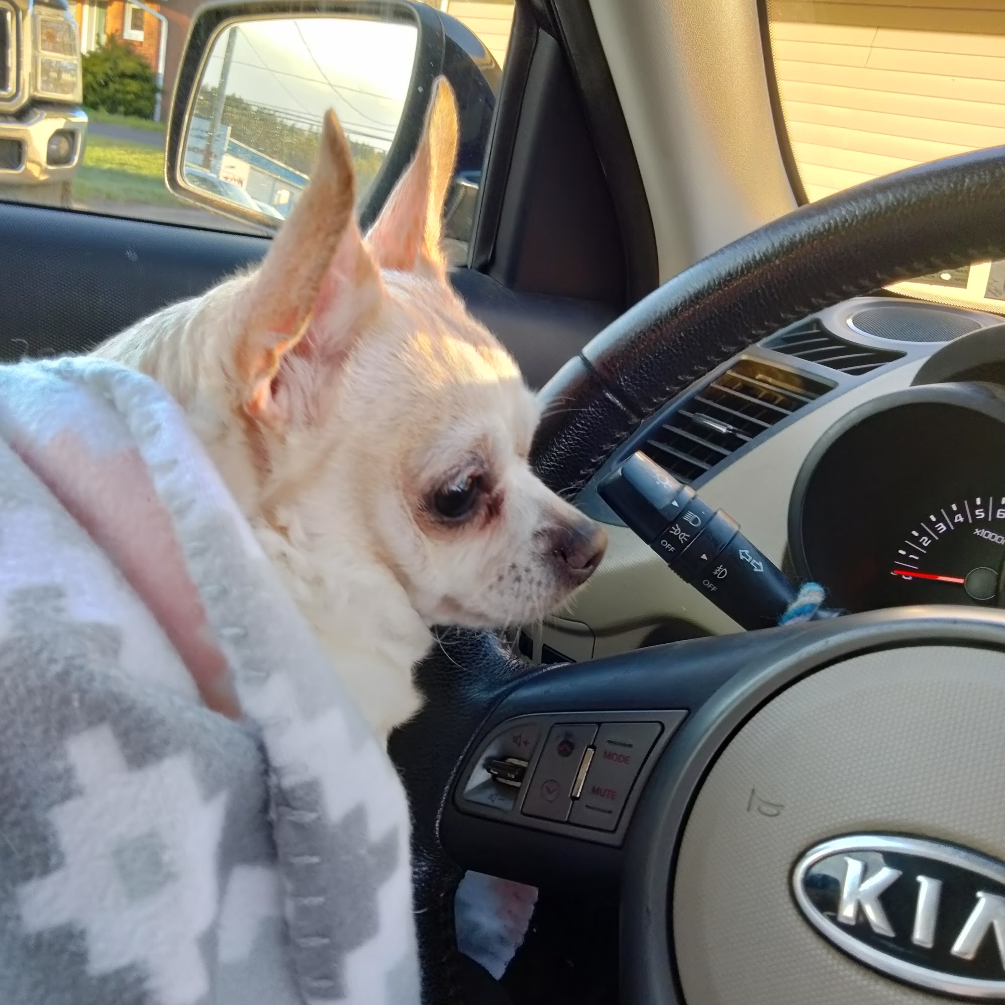 Attica Veterinary Associates Attica