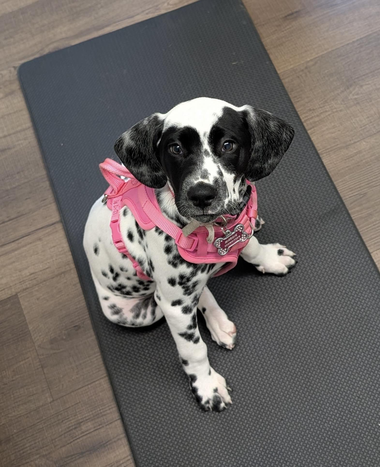 Chestnut Ridge Animal Clinic Auburn