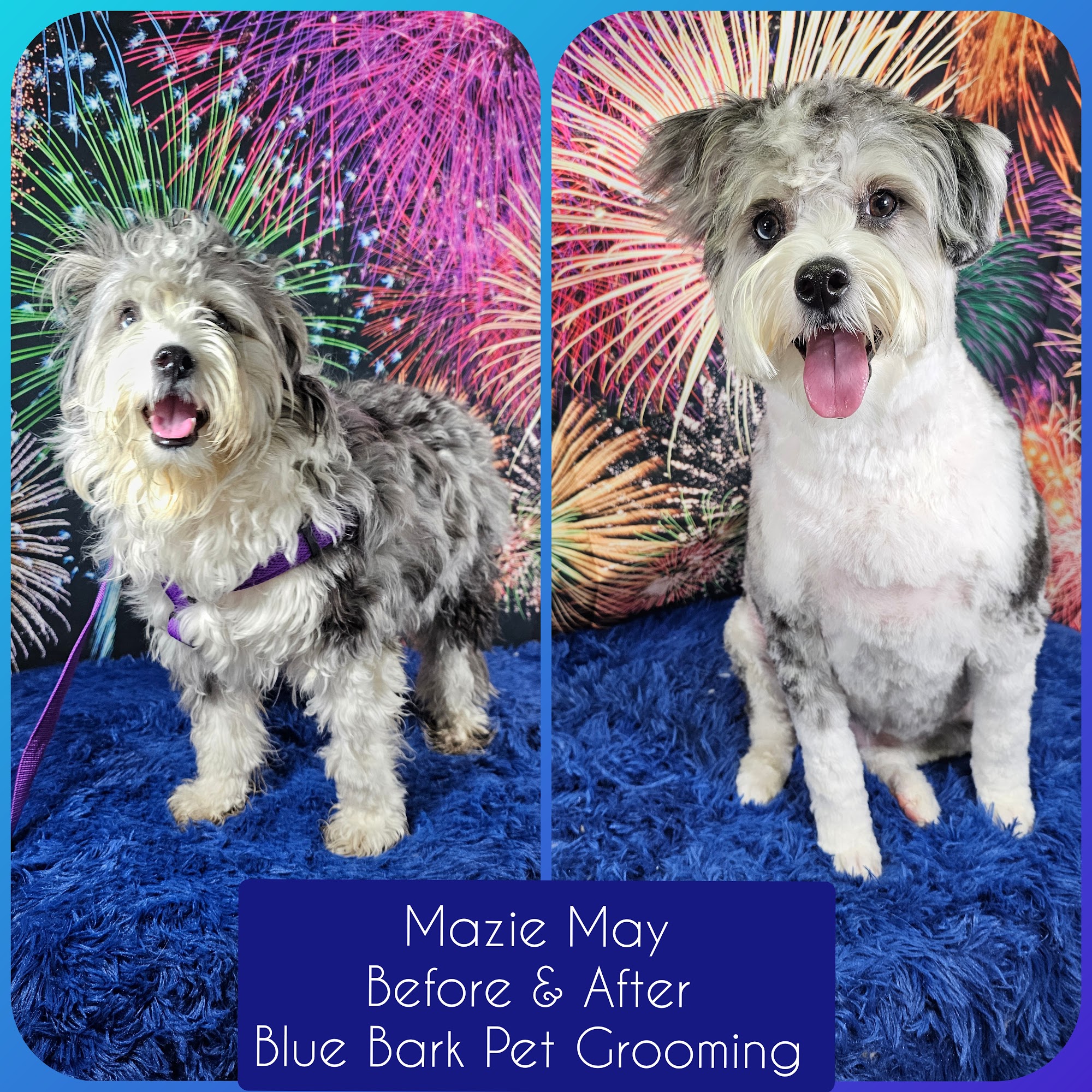 Blue Bark Pet Grooming Auburn