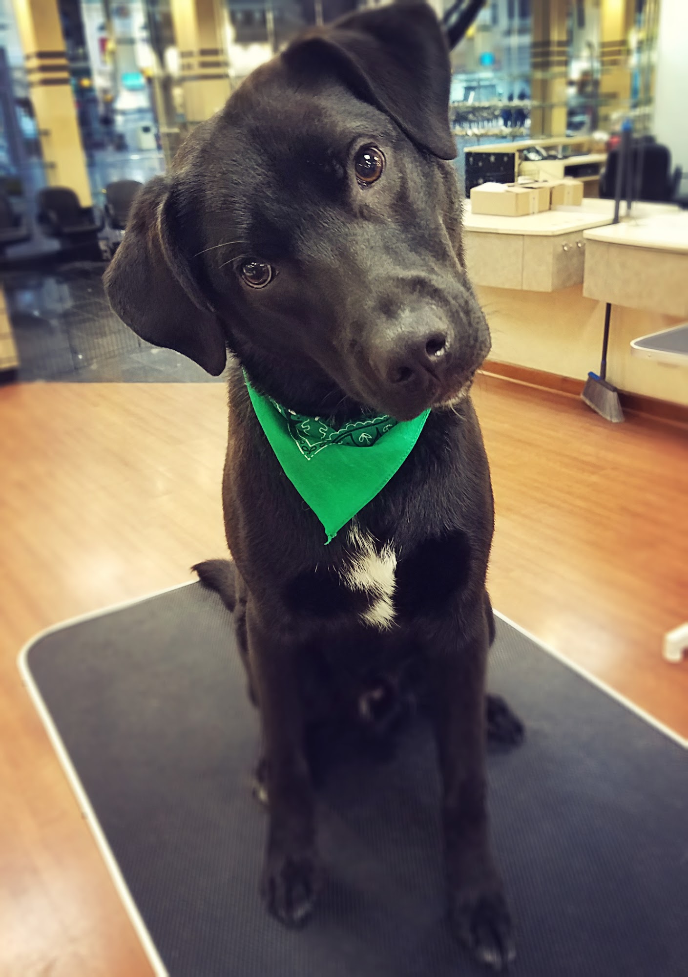 Blue Bark Pet Grooming Auburn