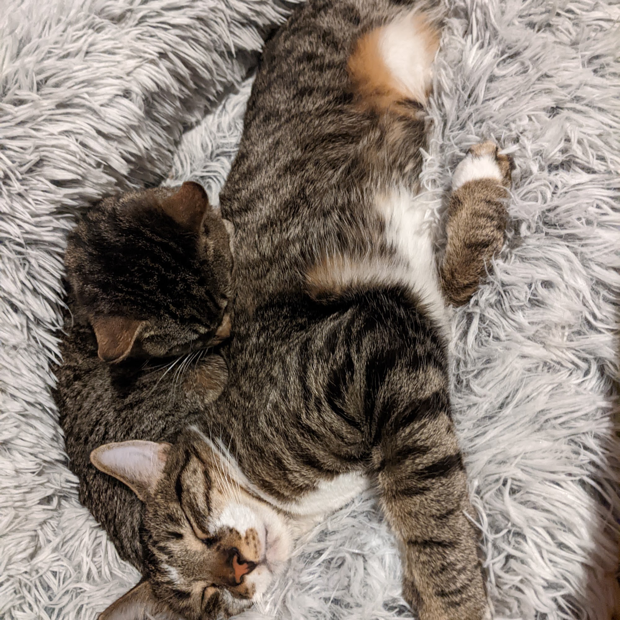 Henderson Equine Clinic Avon