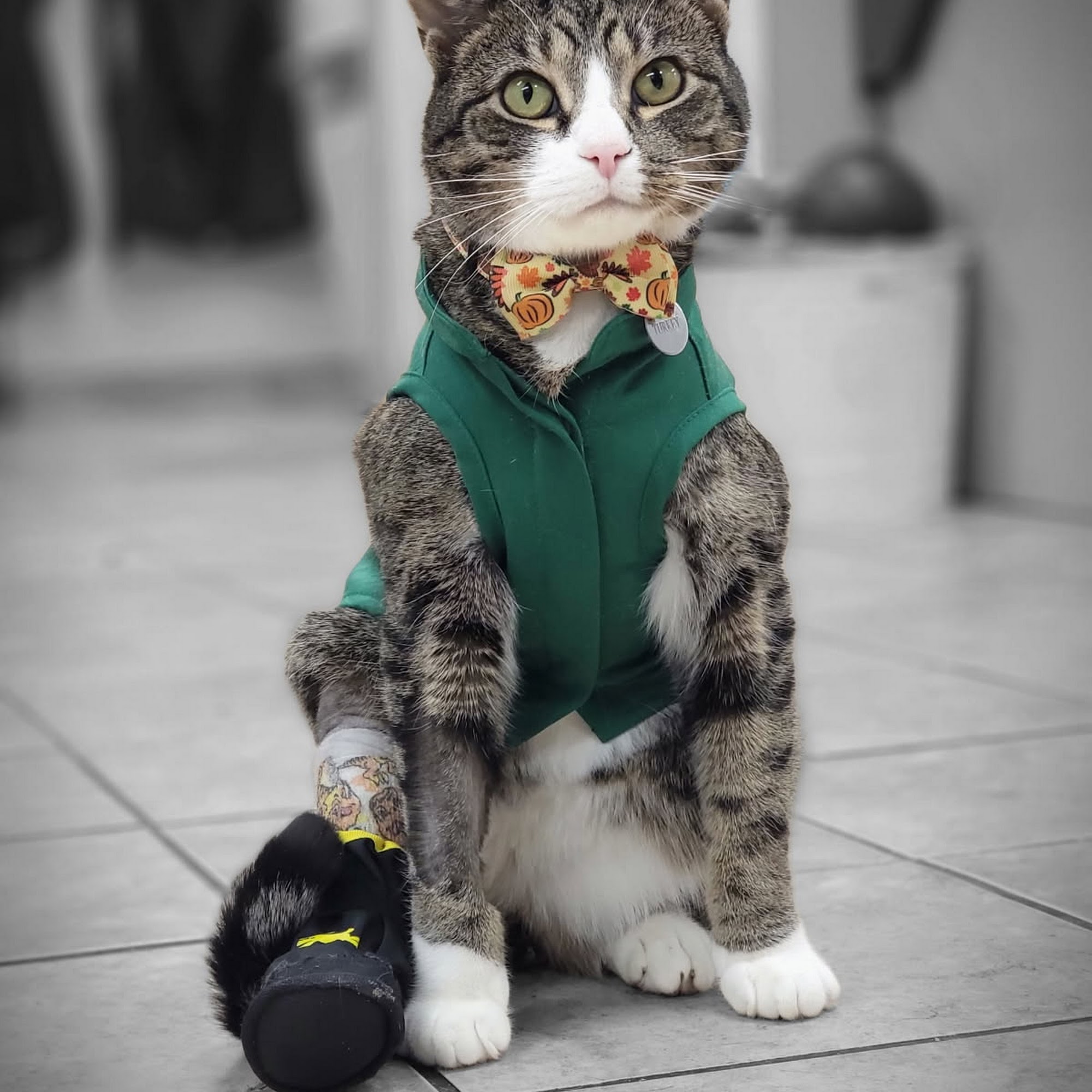 Avon Animal Hospital Avon