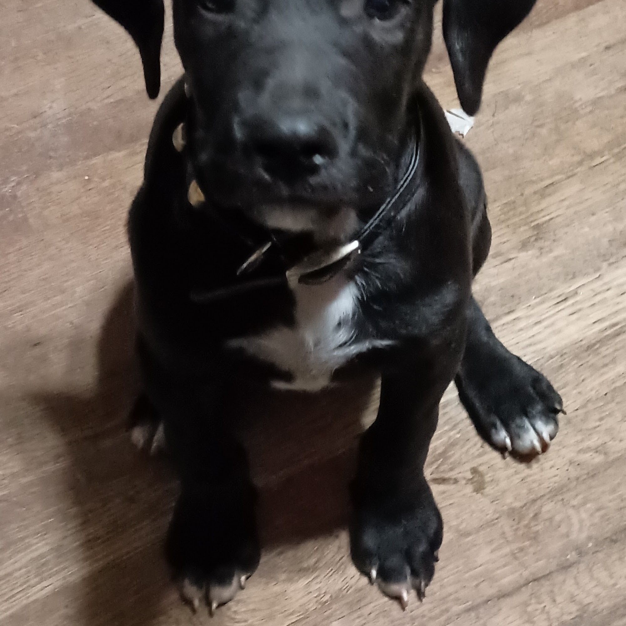 Dr Nathan's Veterinary Clinic Avon