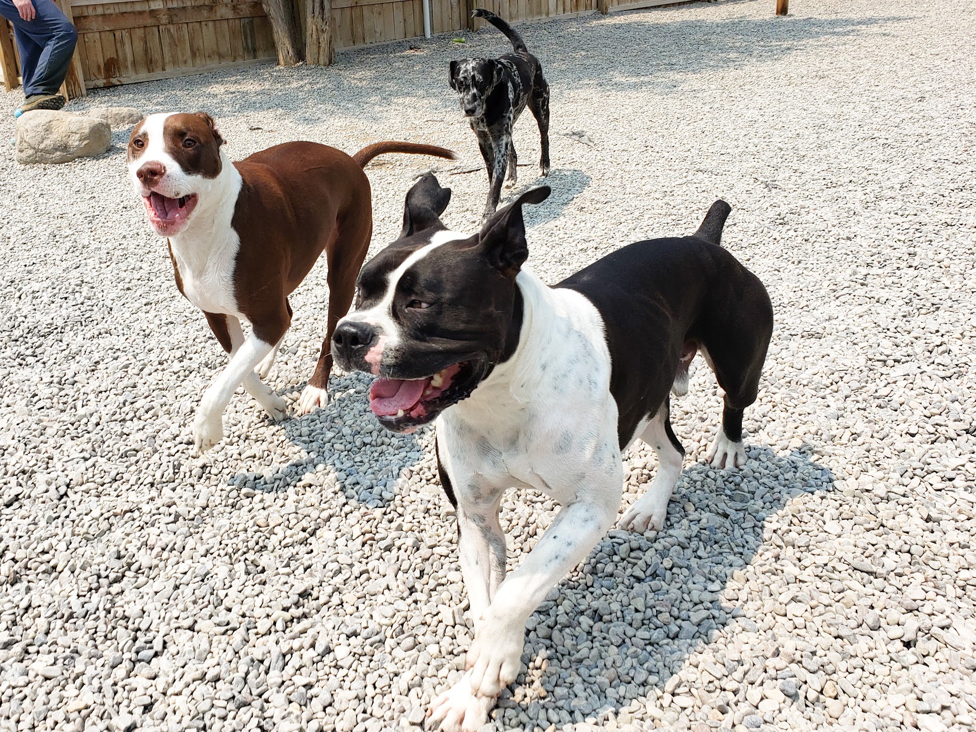 Christopher Robins Pet Care Avon