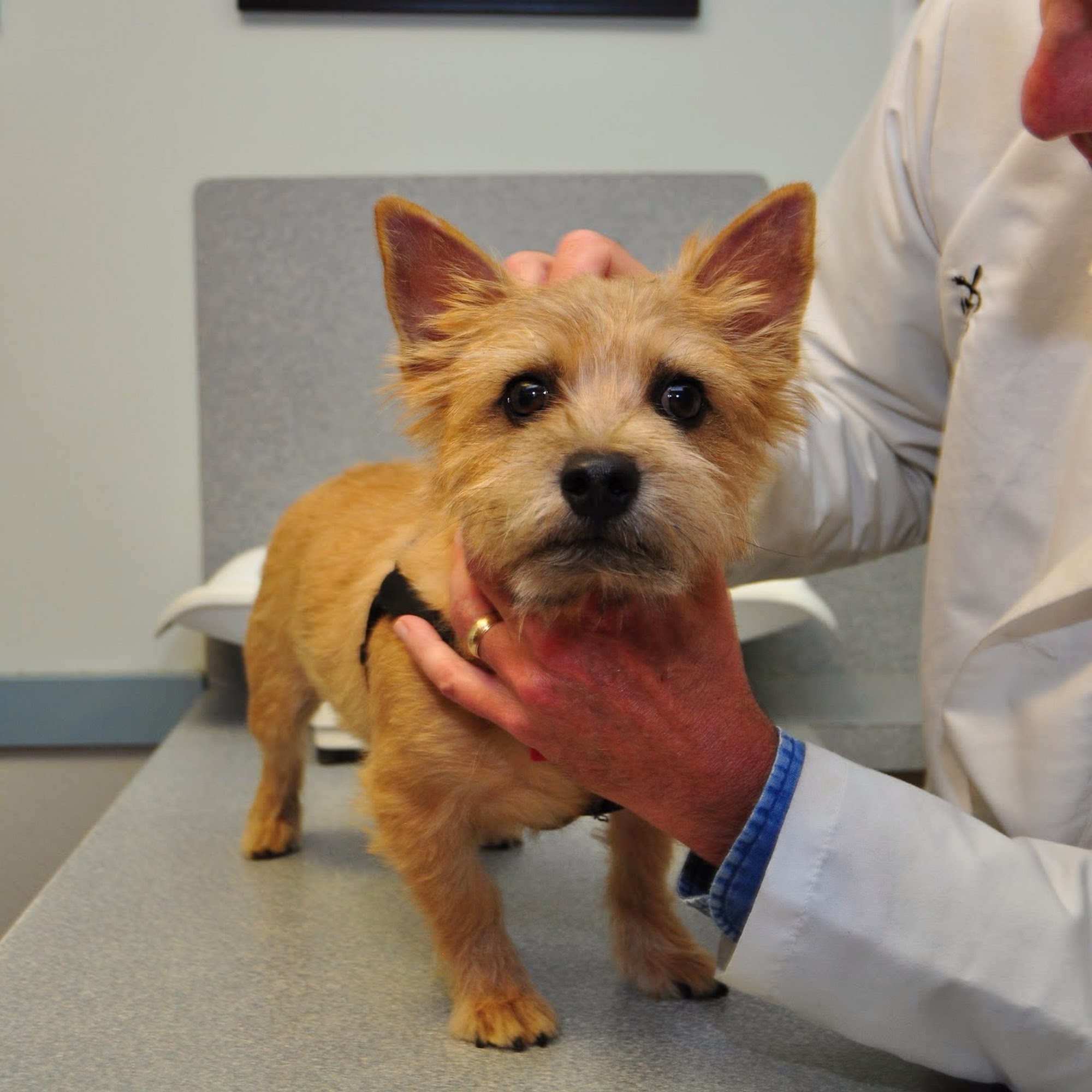 Baldwin Animal Hospital Baldwin