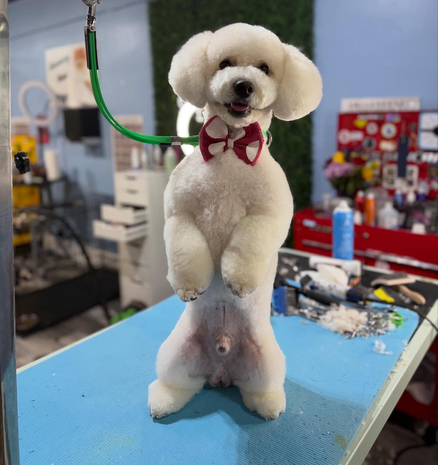 Groom By Harry Baldwin