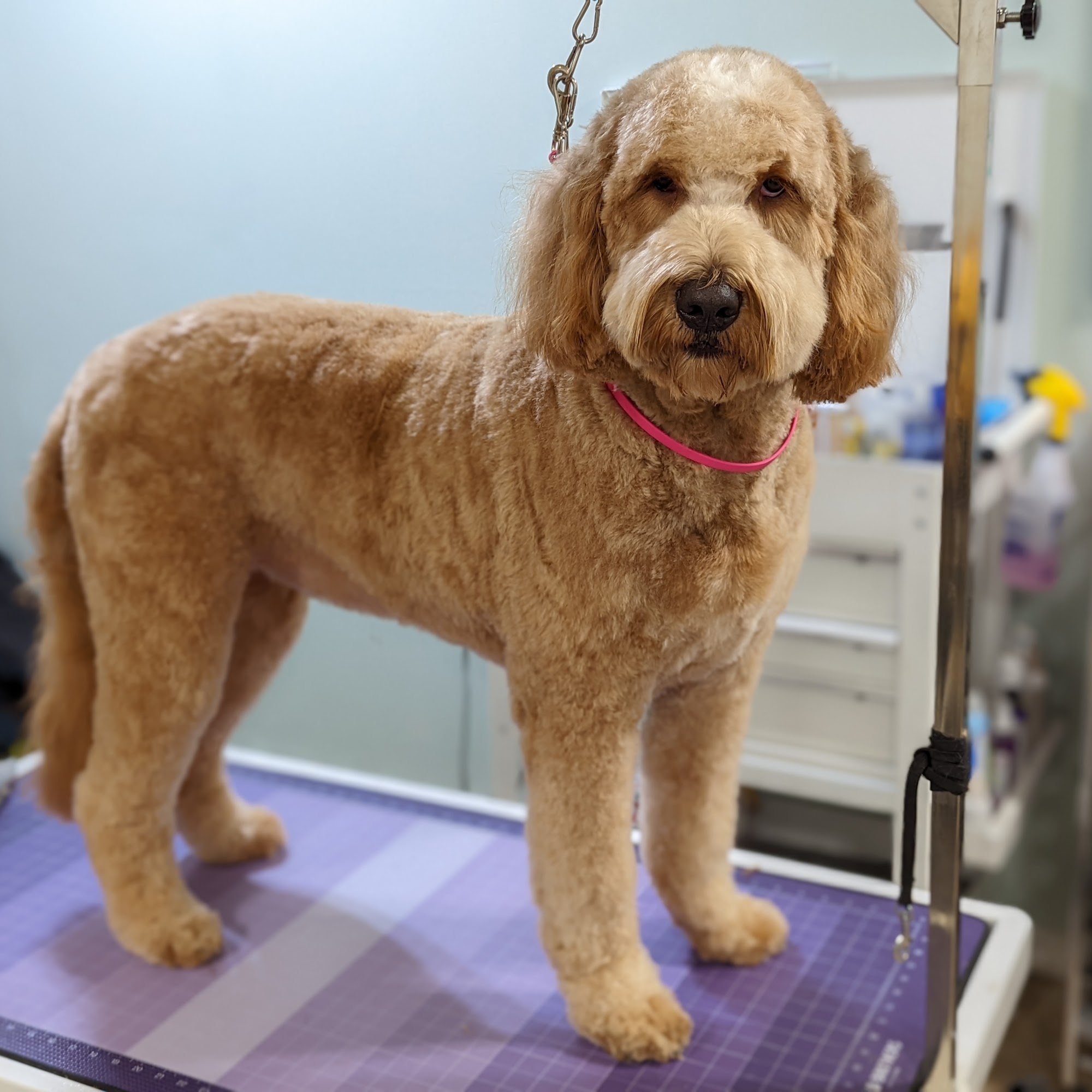 Pawz for Beauty Grooming Baldwinsville