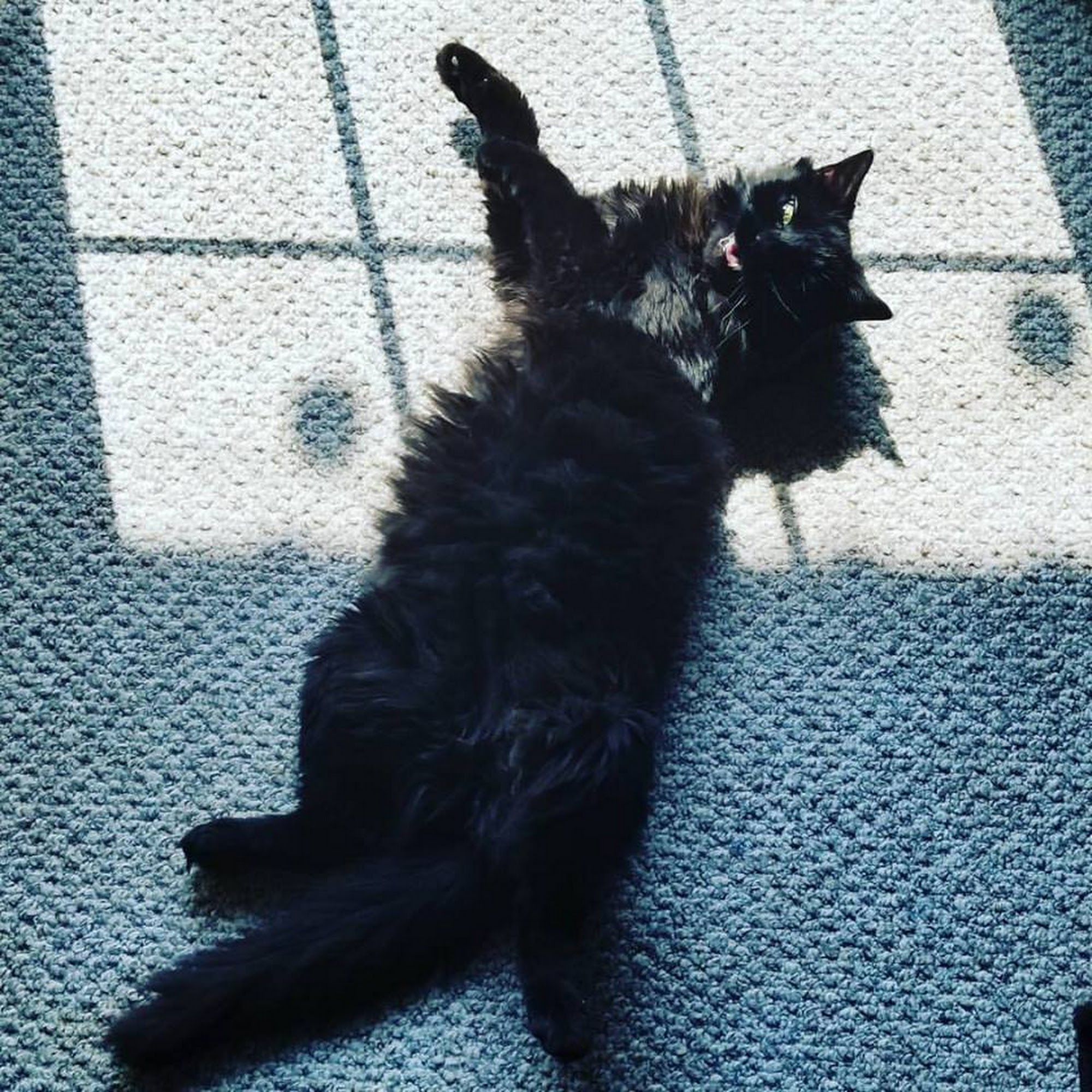 Beaver Lake Animal Hospital Baldwinsville