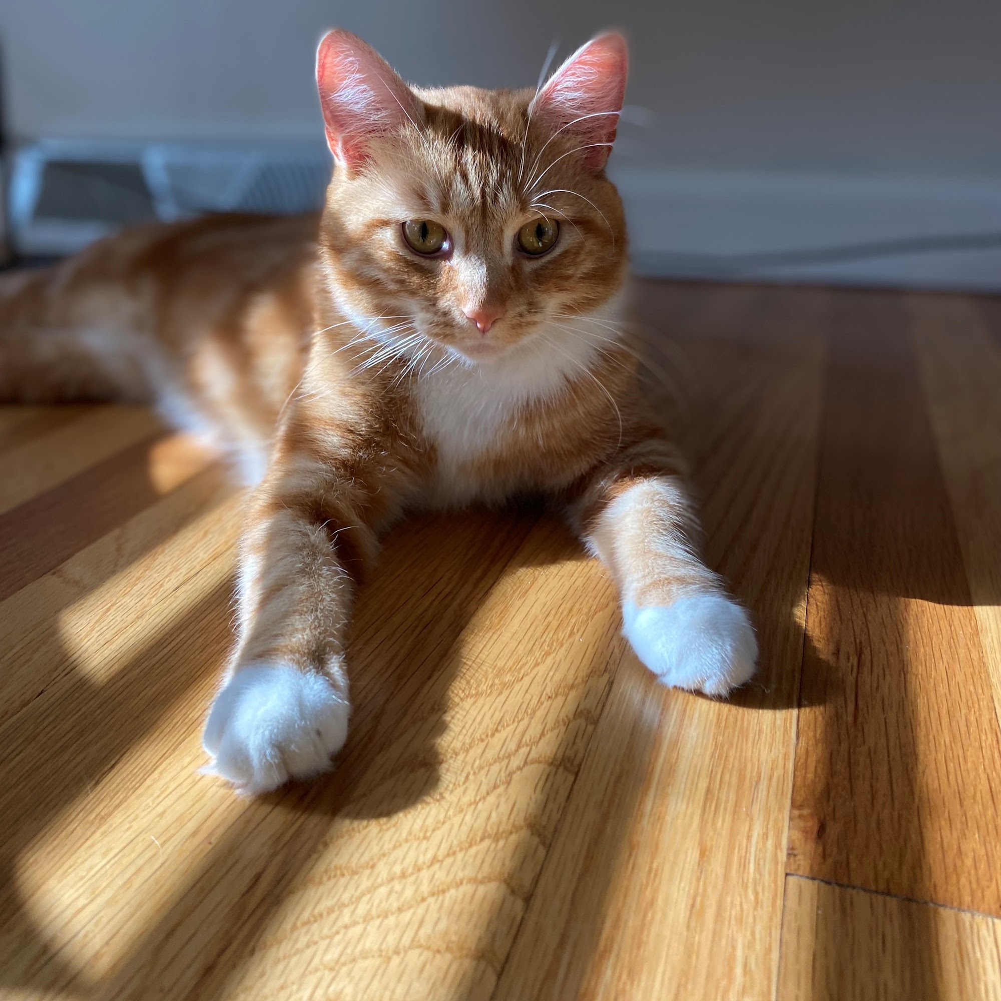 Clifton Park Veterinary Clinic Ballston Lake