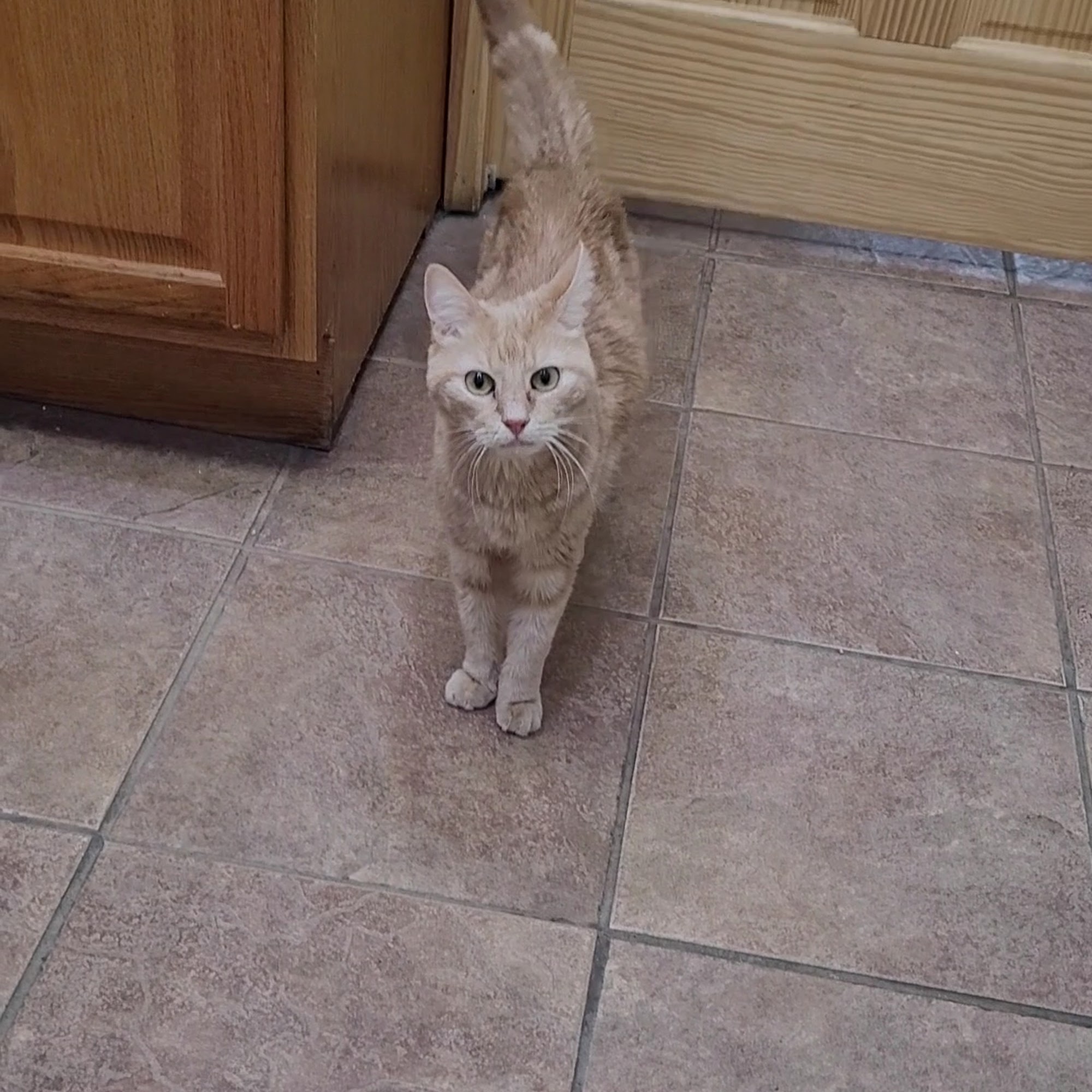 Mandak Veterinary Services Ballston Spa