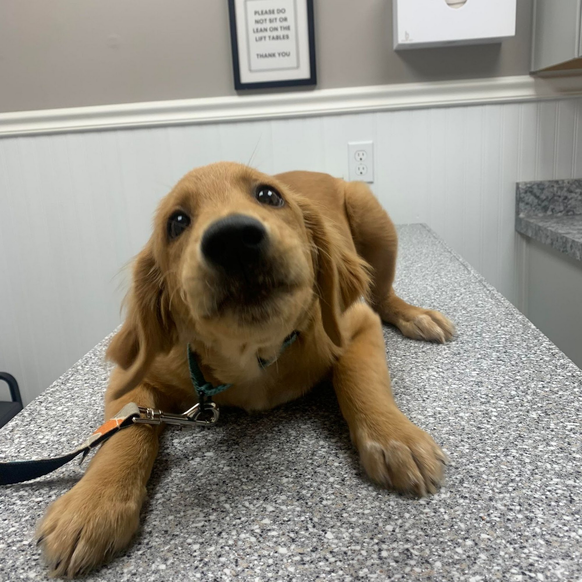 Harmony Veterinary Clinic Ballston Spa