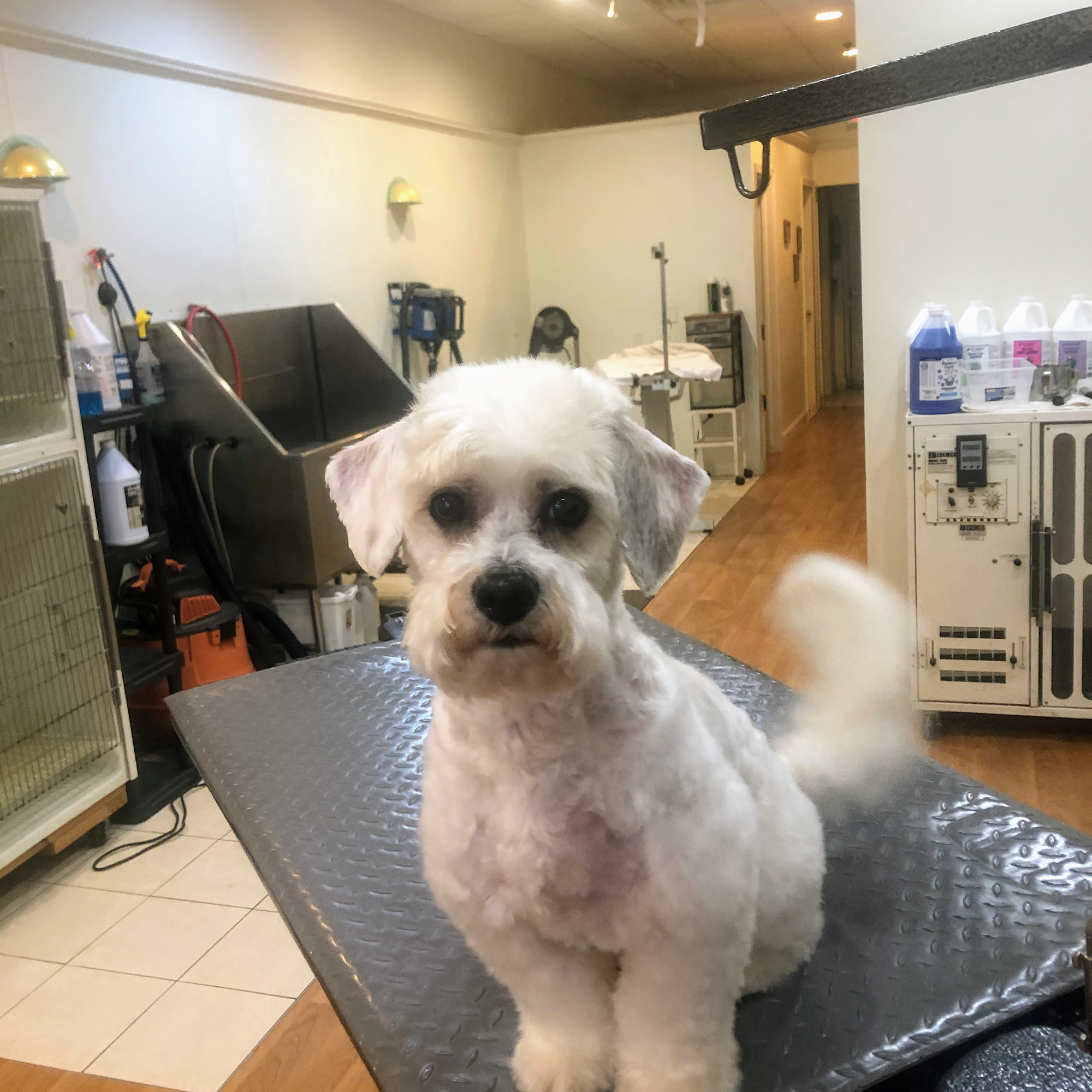 FurEver Friends Dog Grooming Salon Bardonia