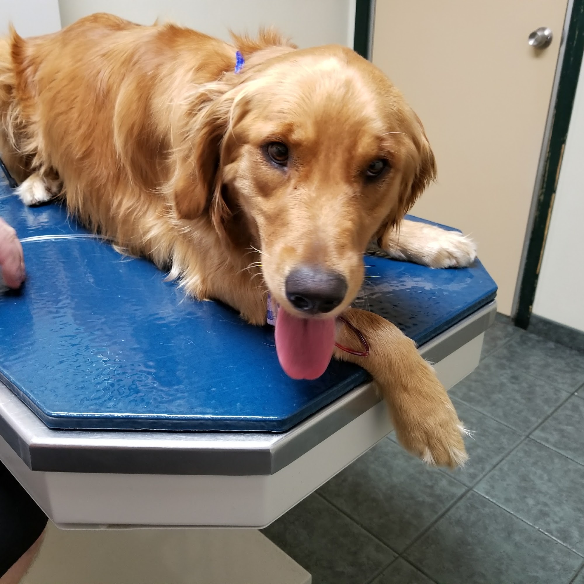 Bay Shore Animal Hospital Bay Shore