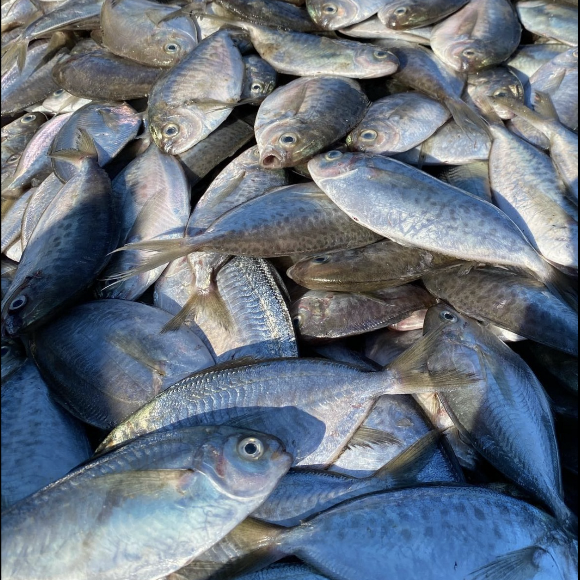 L & L Wholesale Bait Bay Shore