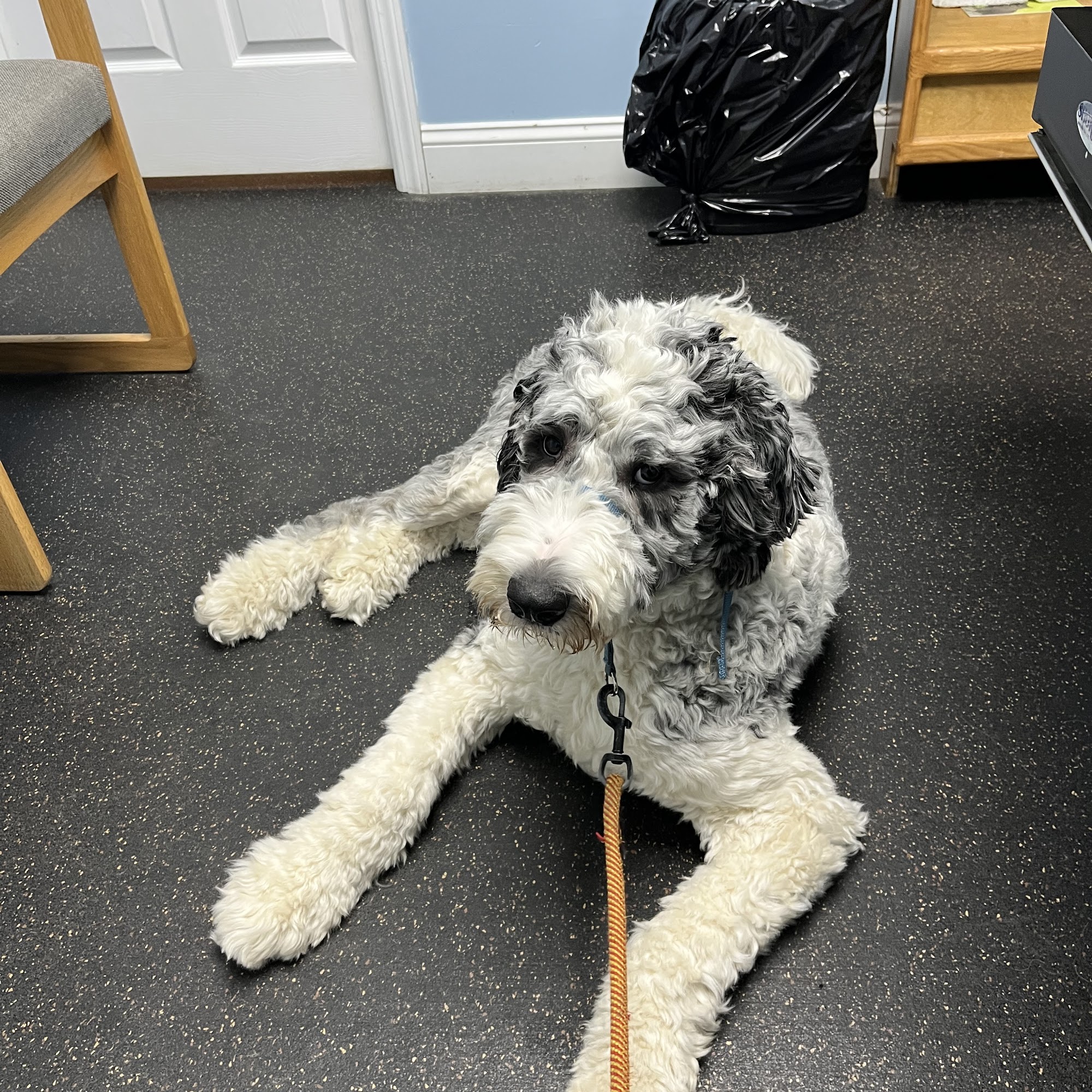 Bayport Village Animal Health Bayport