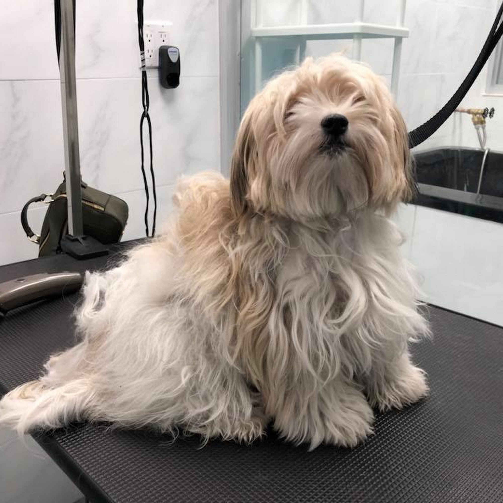 Bobby & Paws Pet Studio Bayside