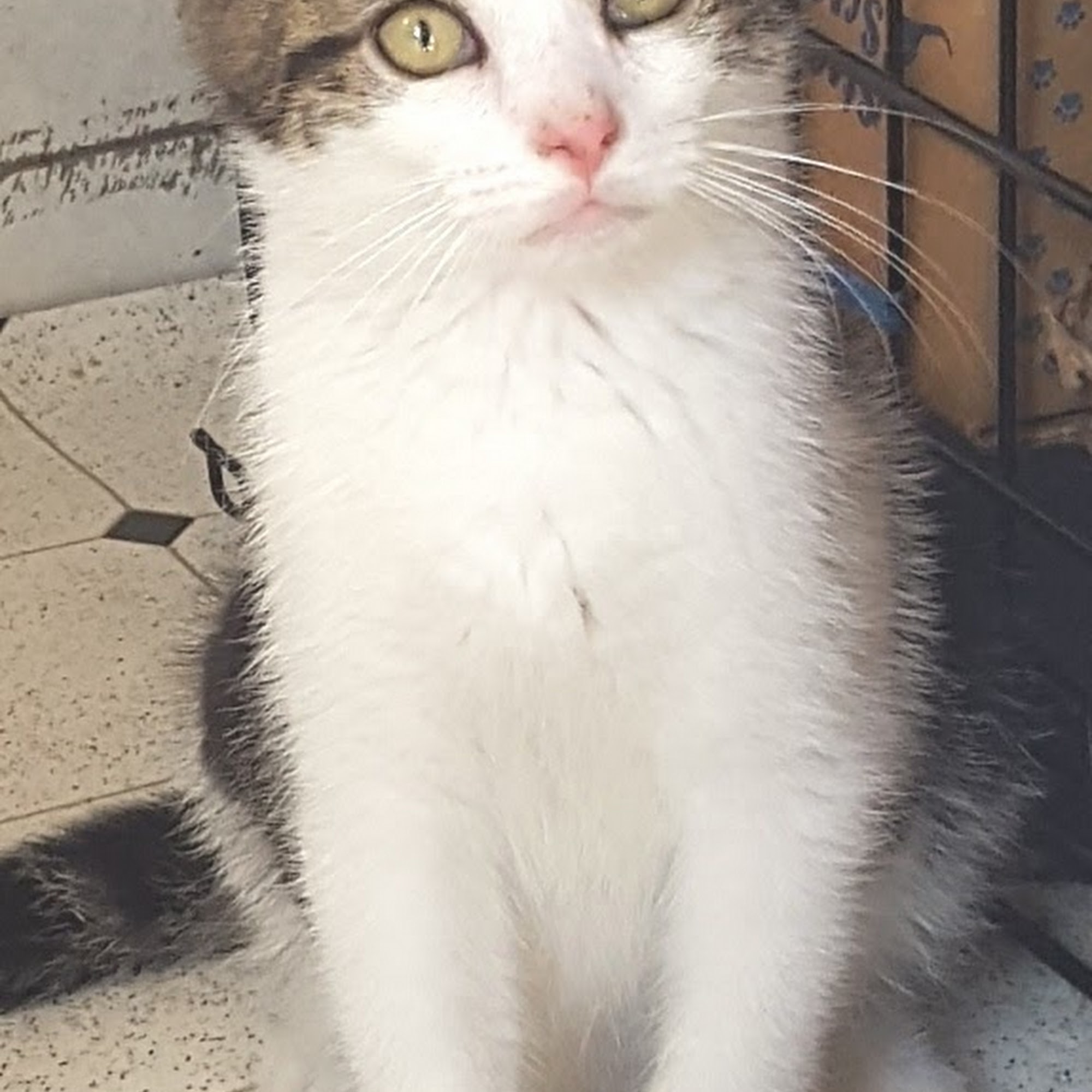 Beacon Veterinary Associates Beacon