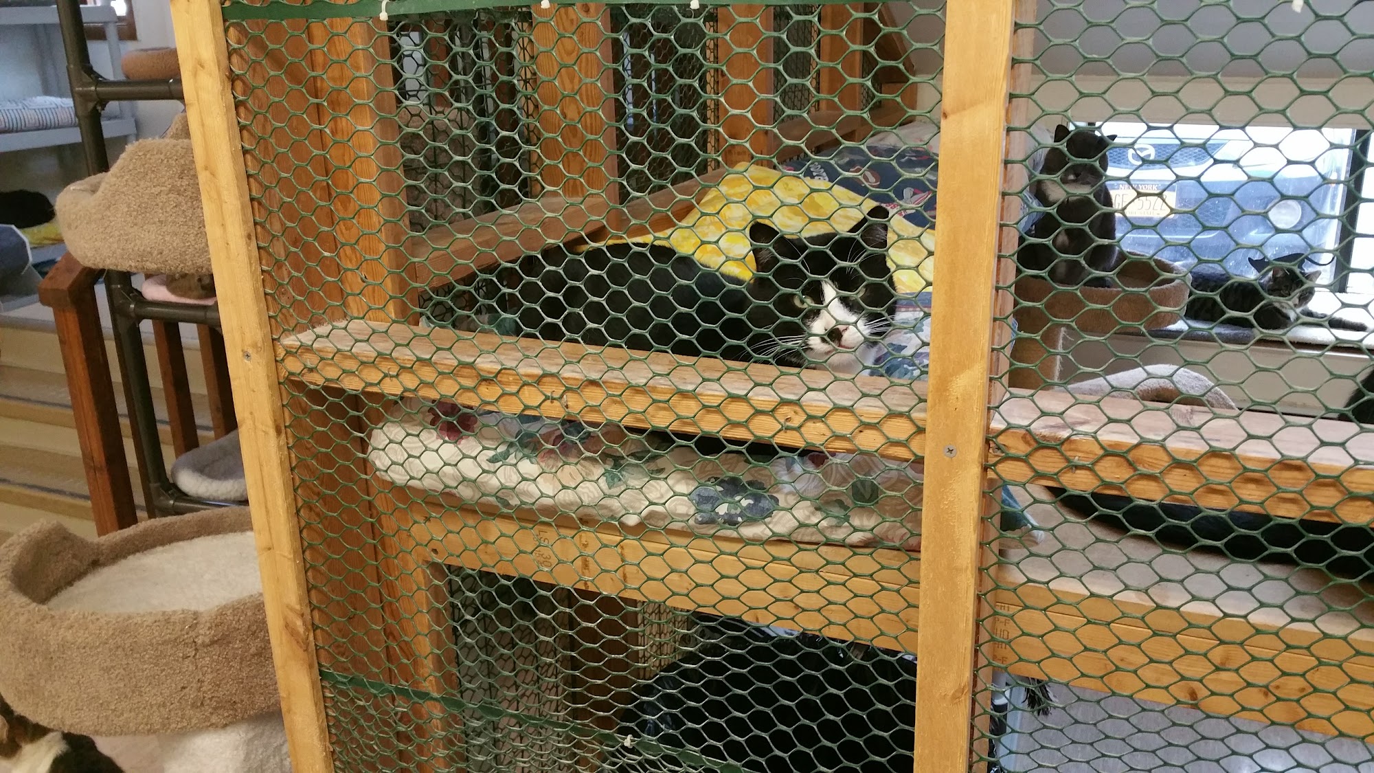 Animal Rescue Foundation Beacon