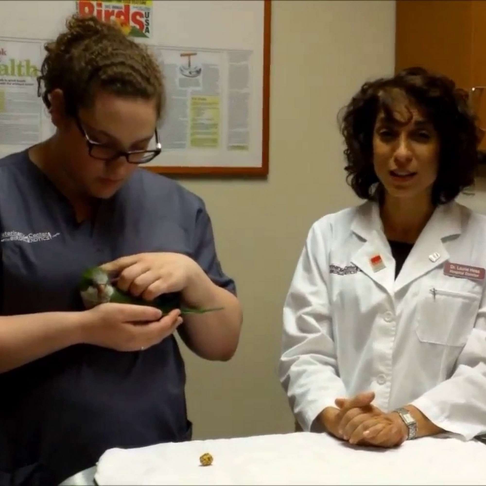 Veterinary Center for Birds & Exotics Bedford Hills