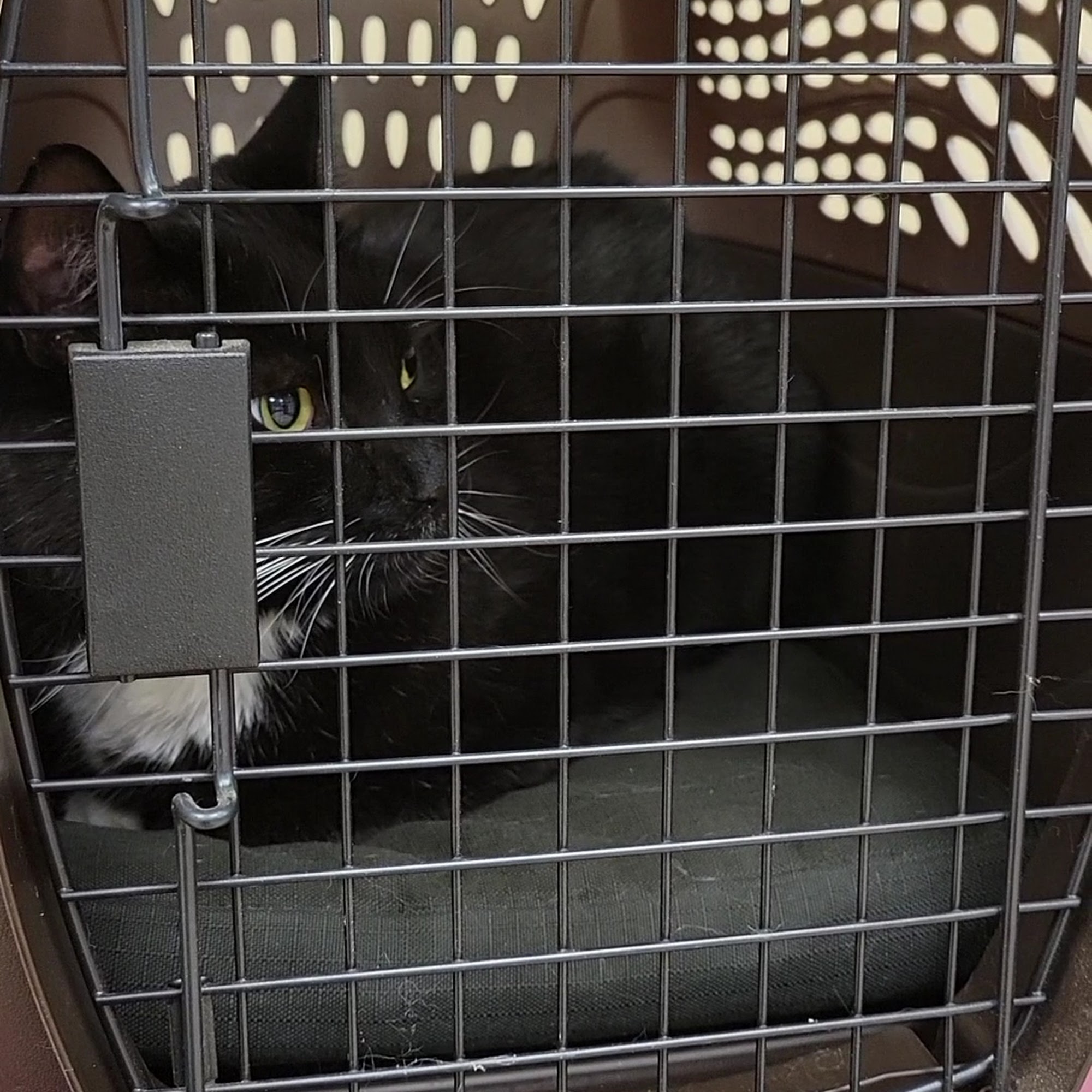 Fine Animal Hospital Bedford Hills