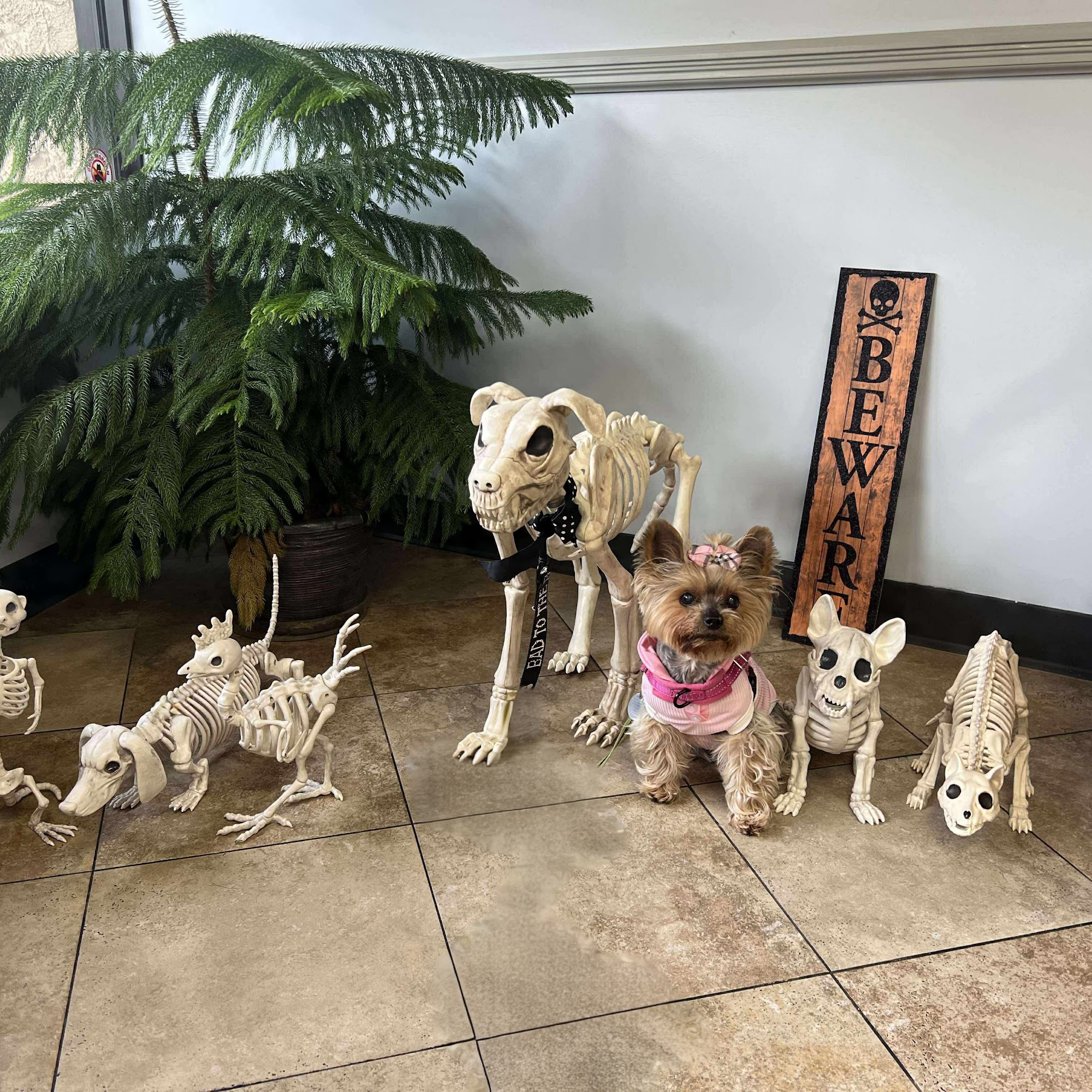 Bellmore Veterinary Hospital Bellmore