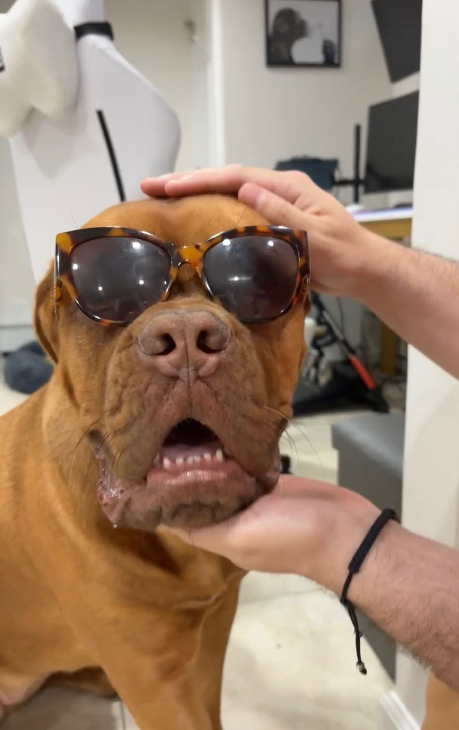 Diamond in The Ruff Dog Training Bellmore