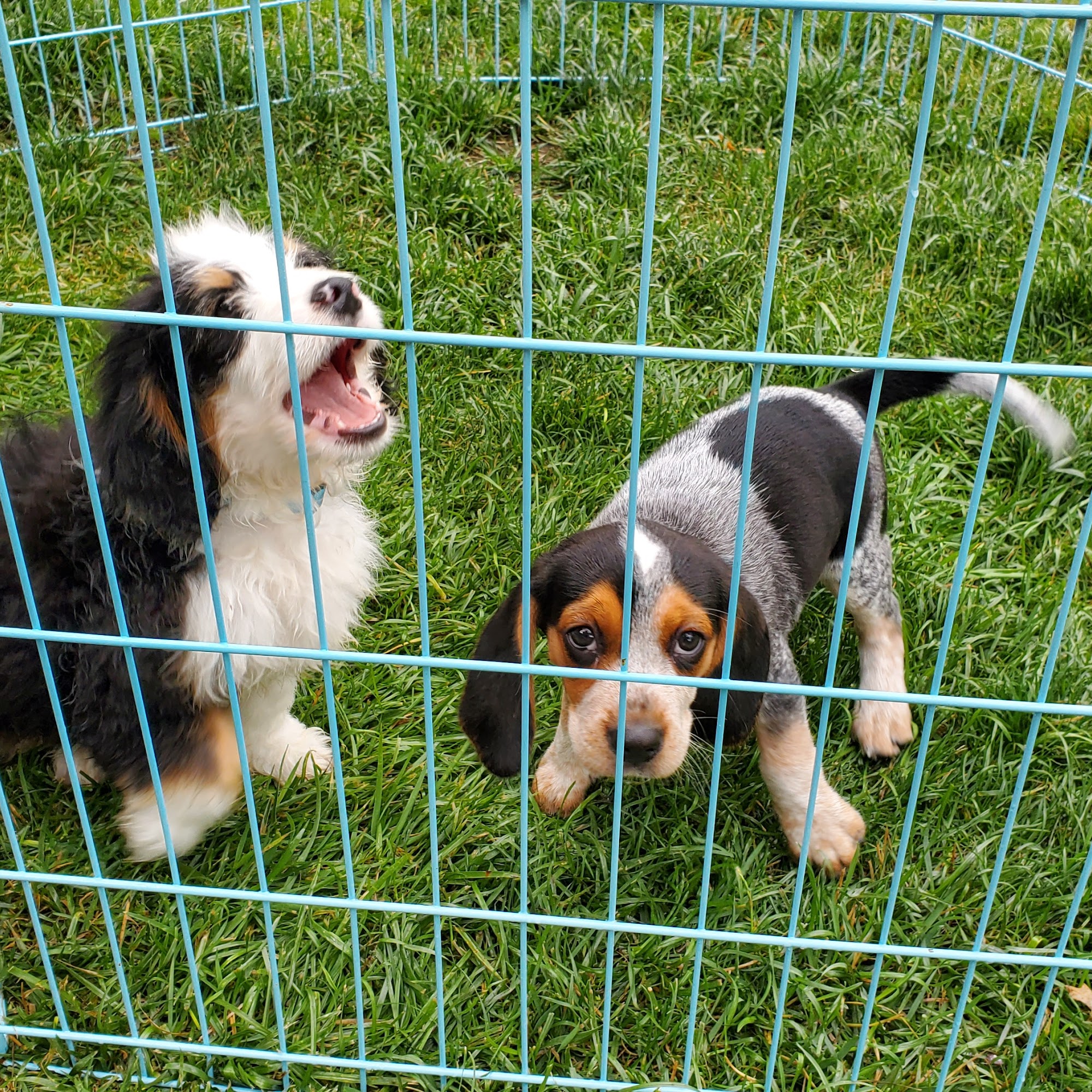 Bellmore Kennels Beagles & K9 Transport Bellmore