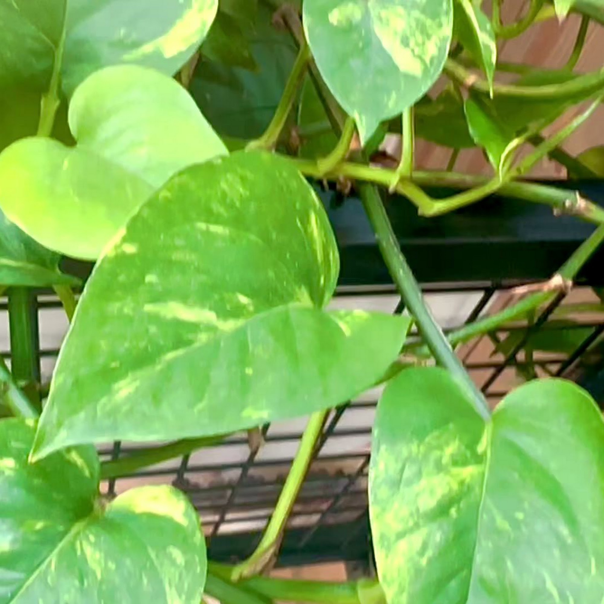 The Grind House Bethpage