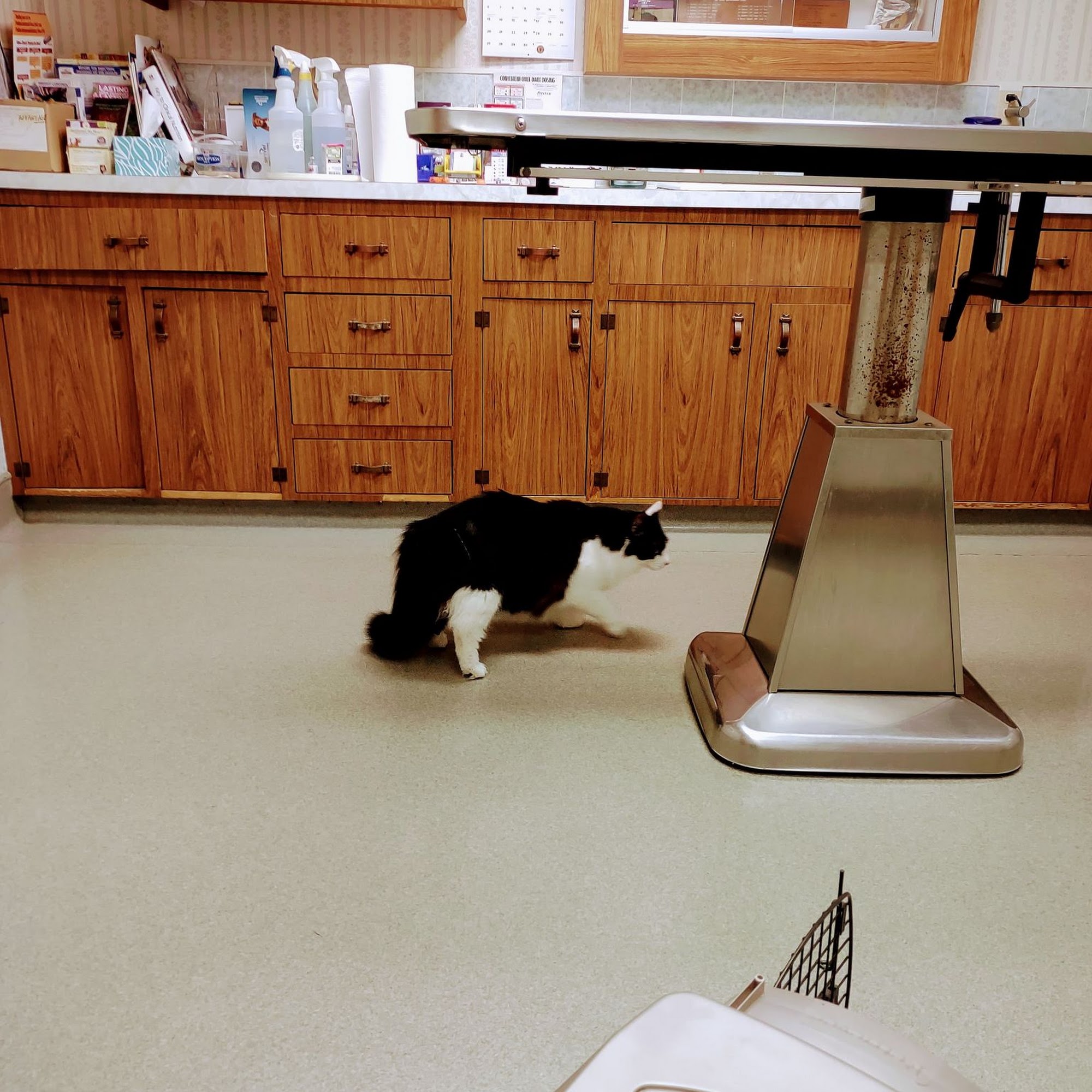 Allen Veterinary Hospital Binghamton